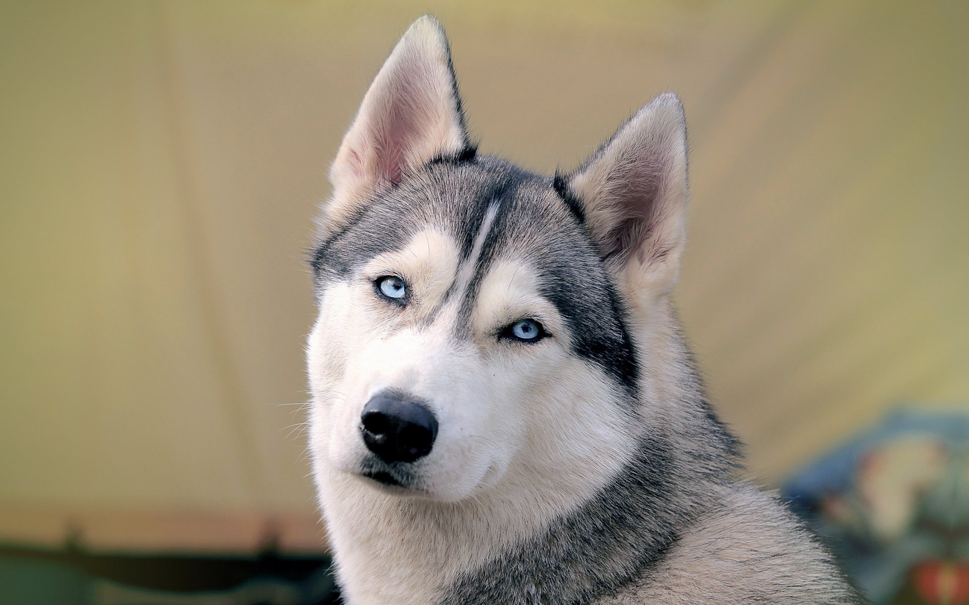 dog siberian husky background