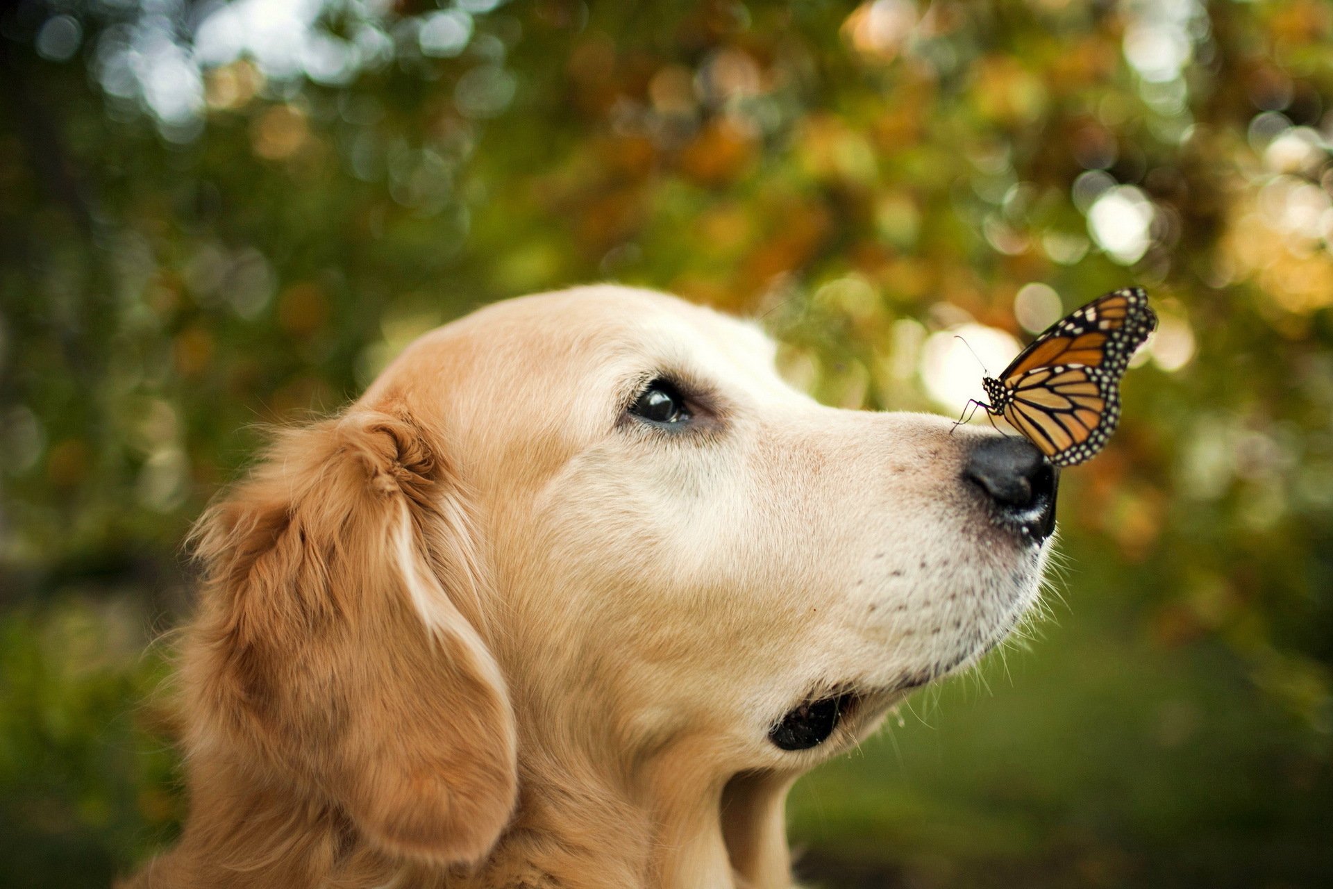 dog butterfly background