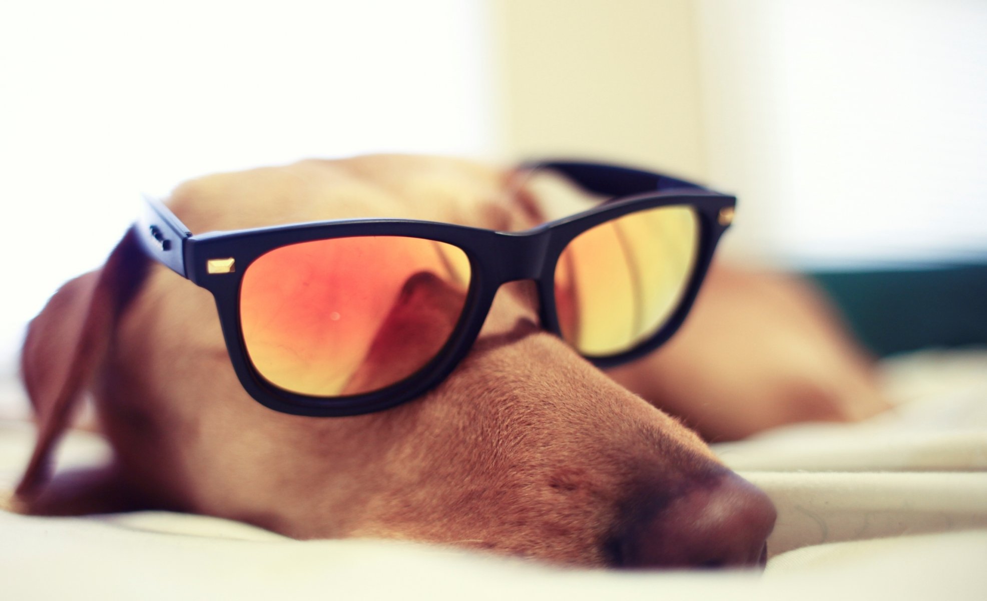 sleeping sunglasses glasses