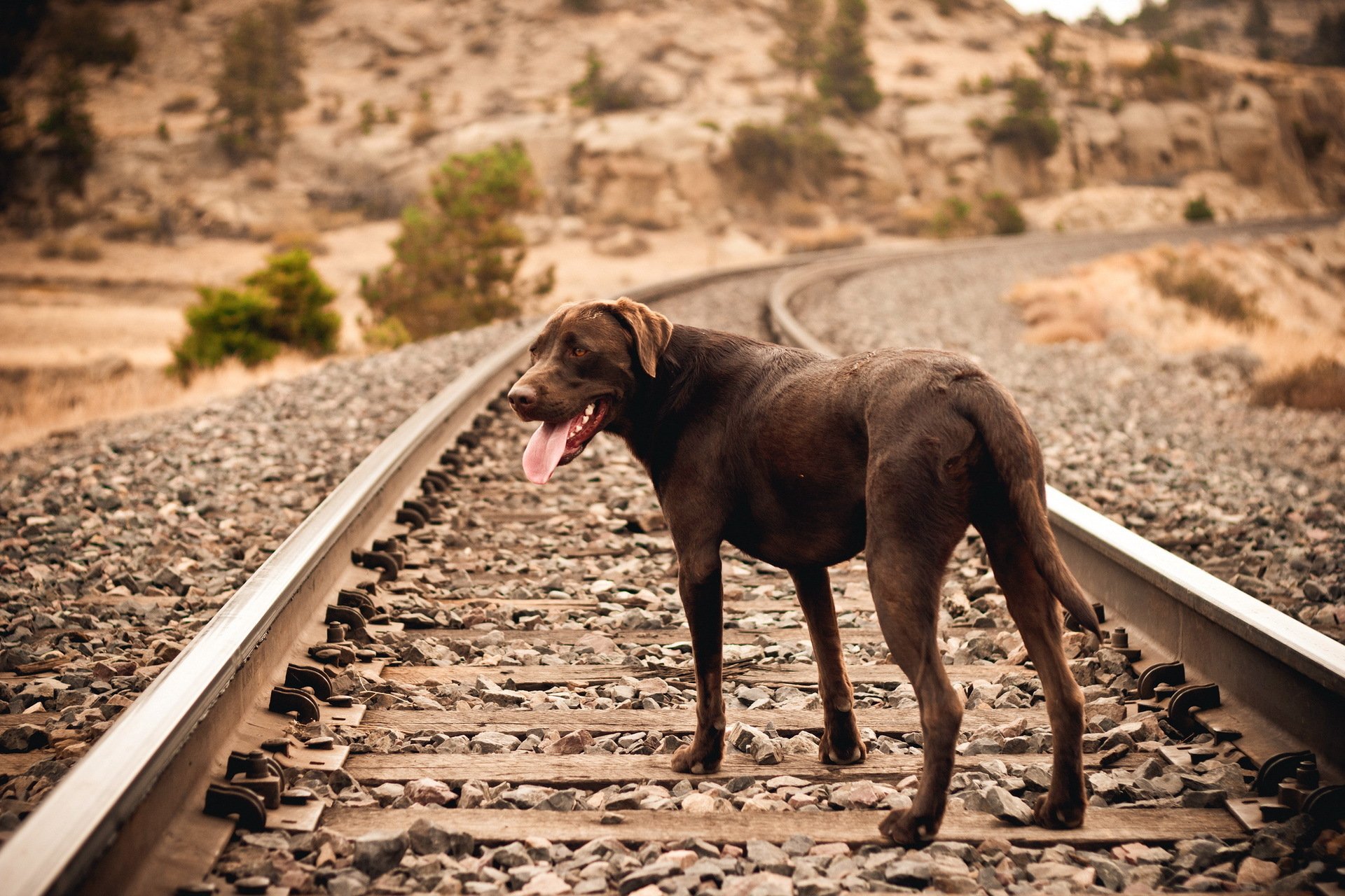 dog other railroad