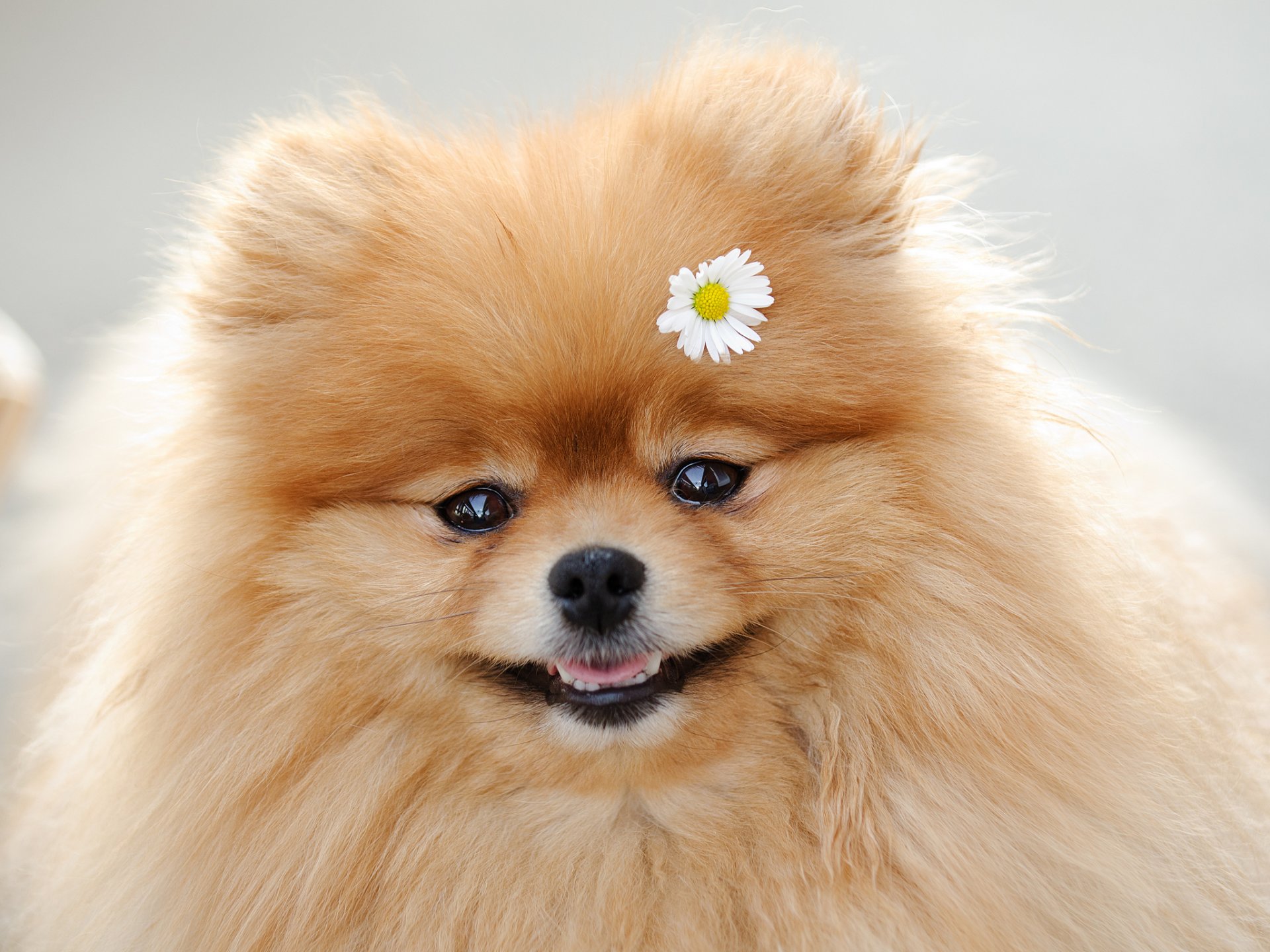 spitz daisy snout