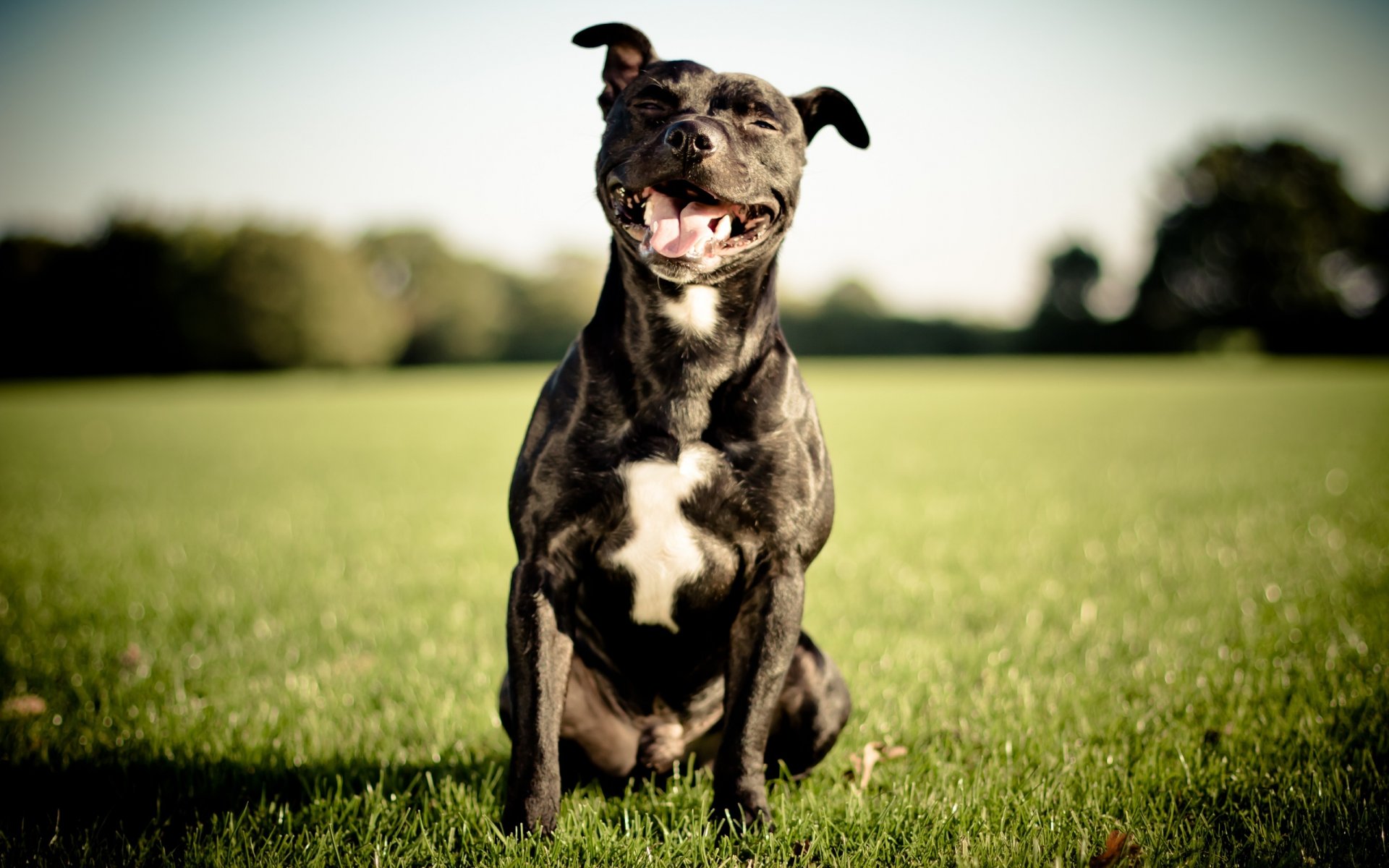 staffordshire bull terrier english staffordshire bull terrier dog smile
