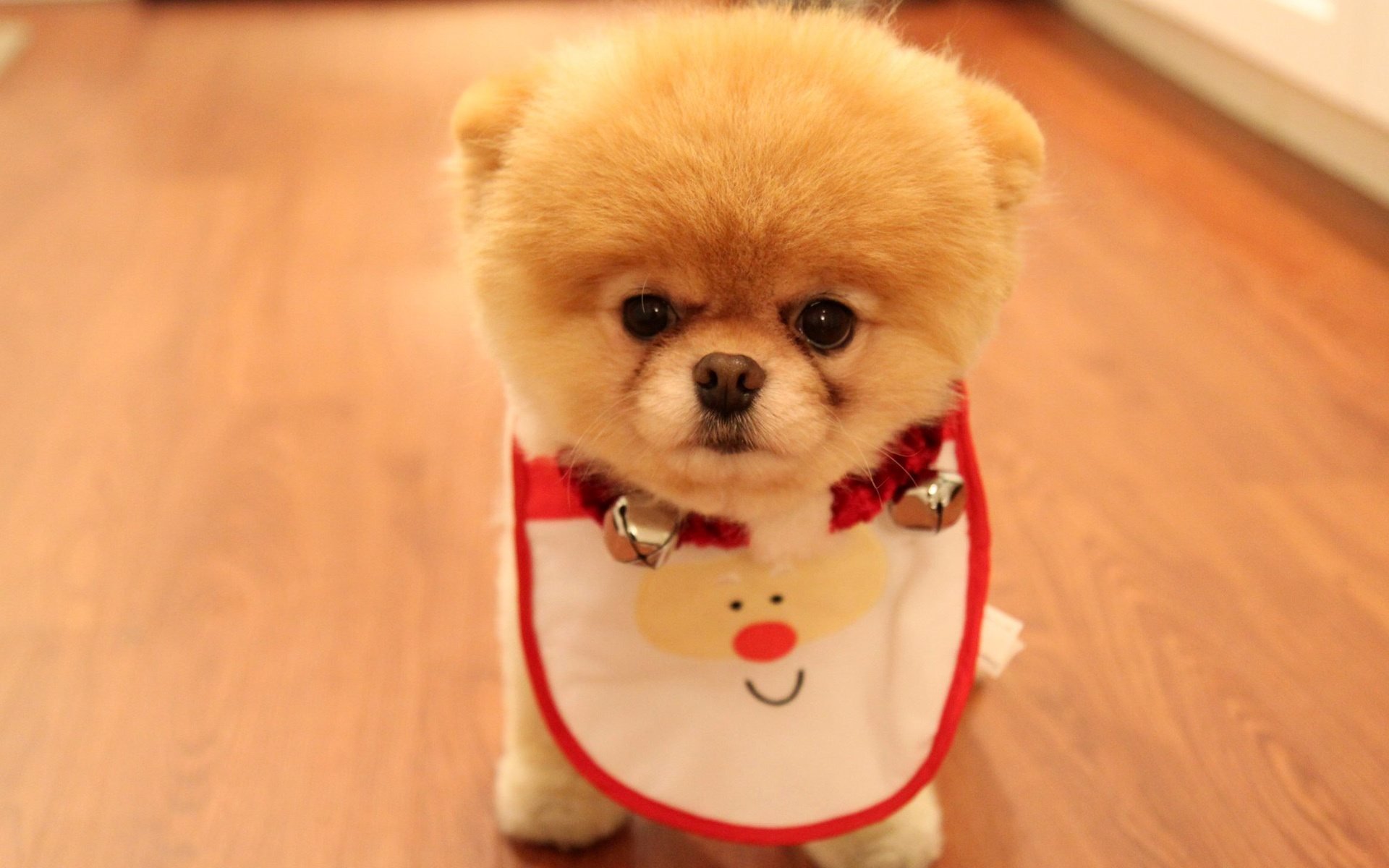 cute puppy as christmas present pomeranian rock dog view eyes spout face furry