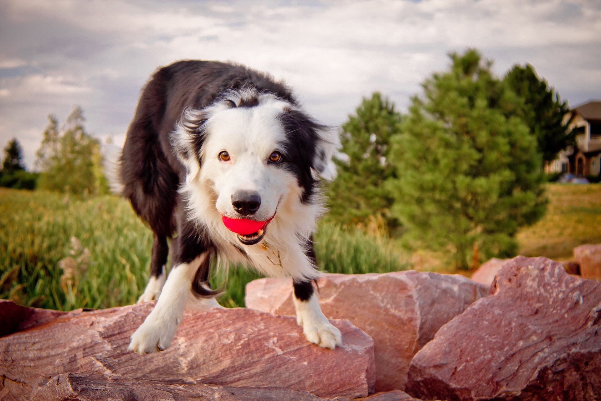 dog myach background