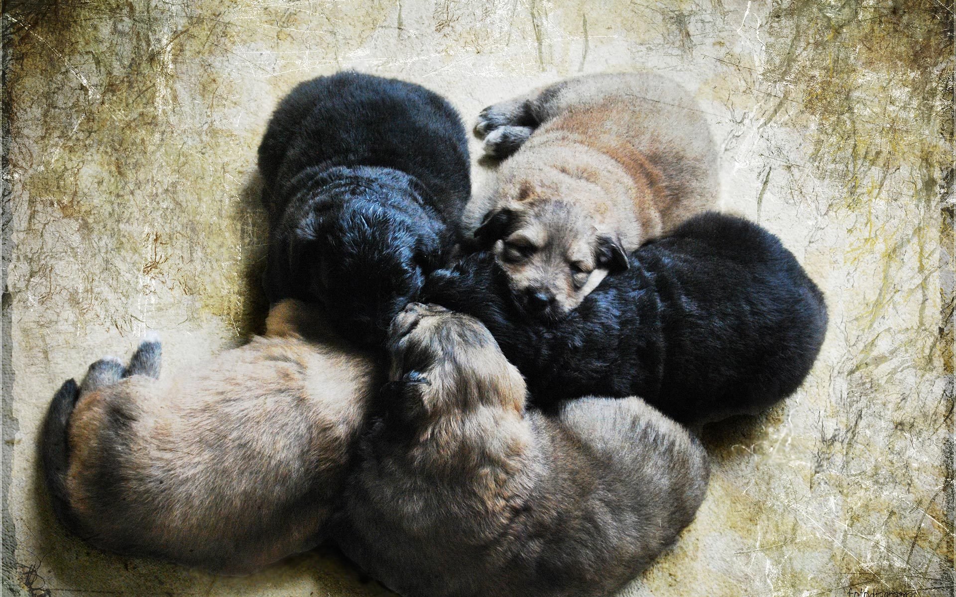 puppies kids five pieces dogs