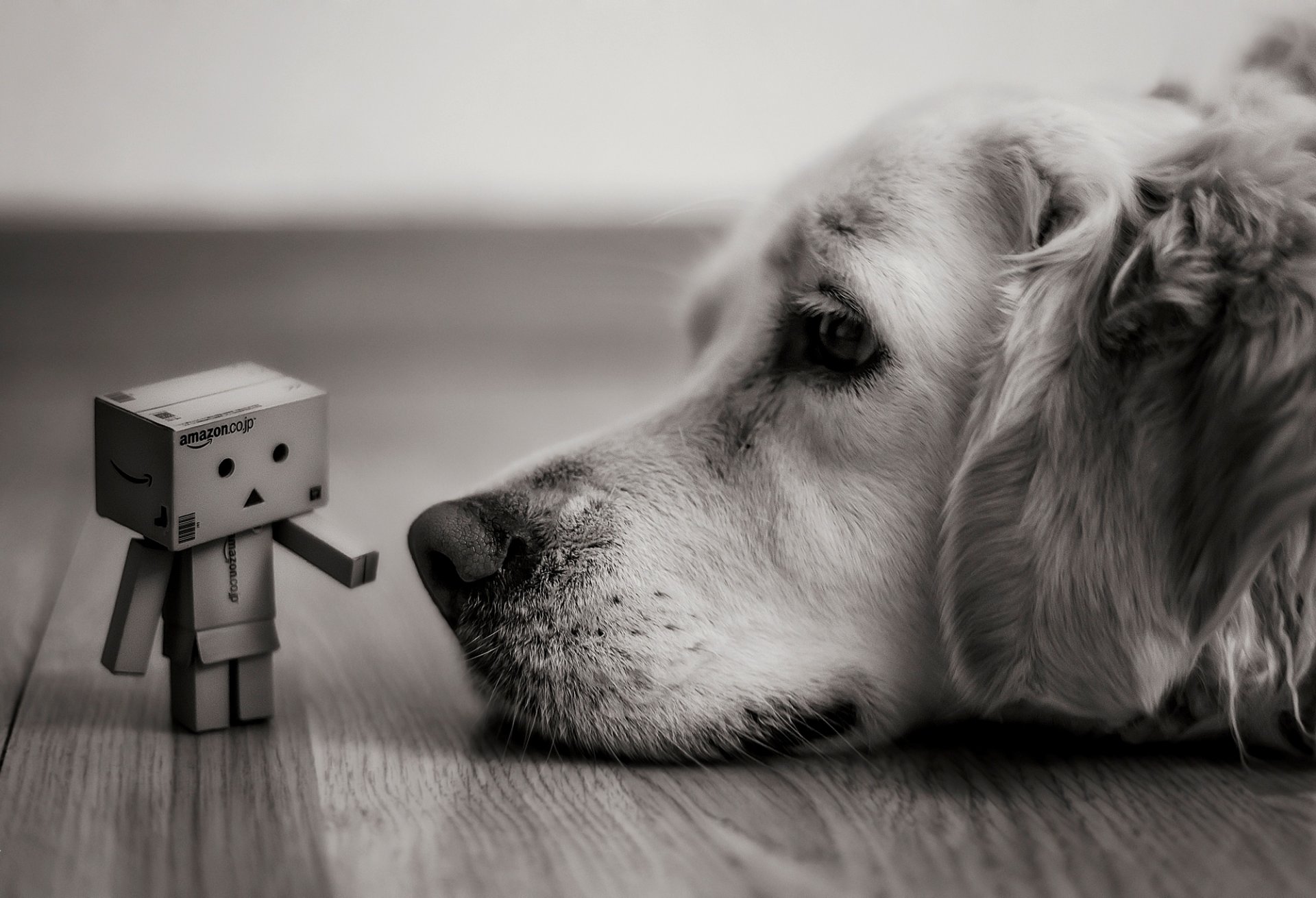 dog is view danbo amazon boxes box black and white