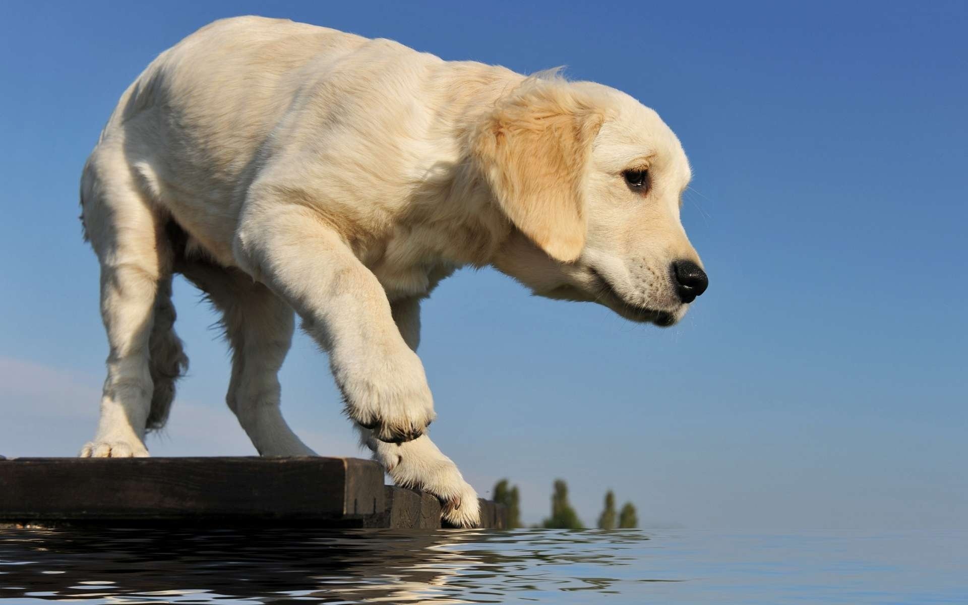 A retriever puppy is standing on the bridge, trying the water with its paw