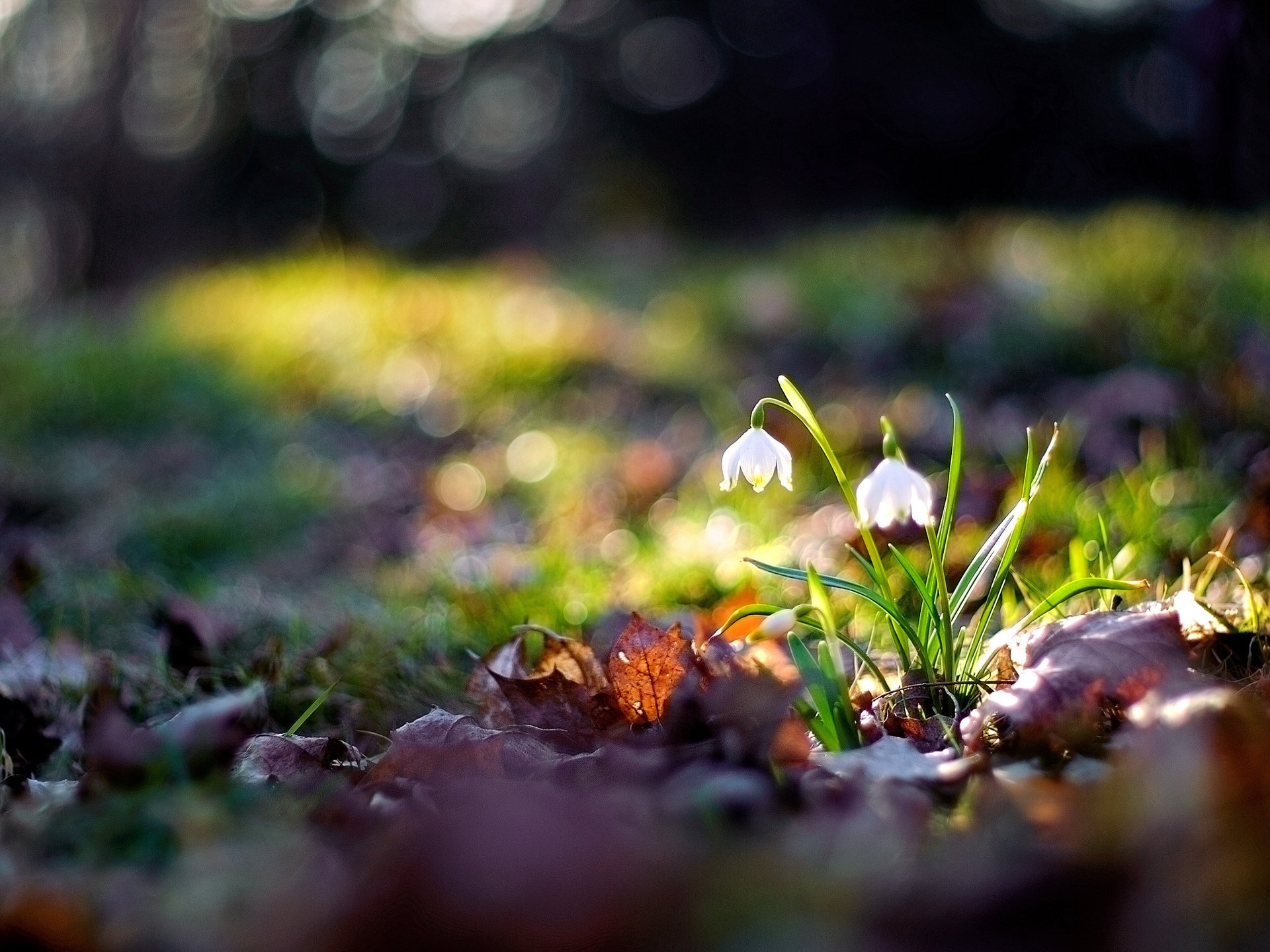Macro photography of white flowers among grass and fallen leaves under a bright ray of the sun
