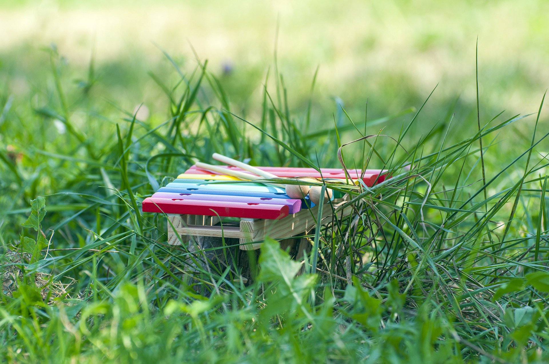 Children's musical instrument on the green grass