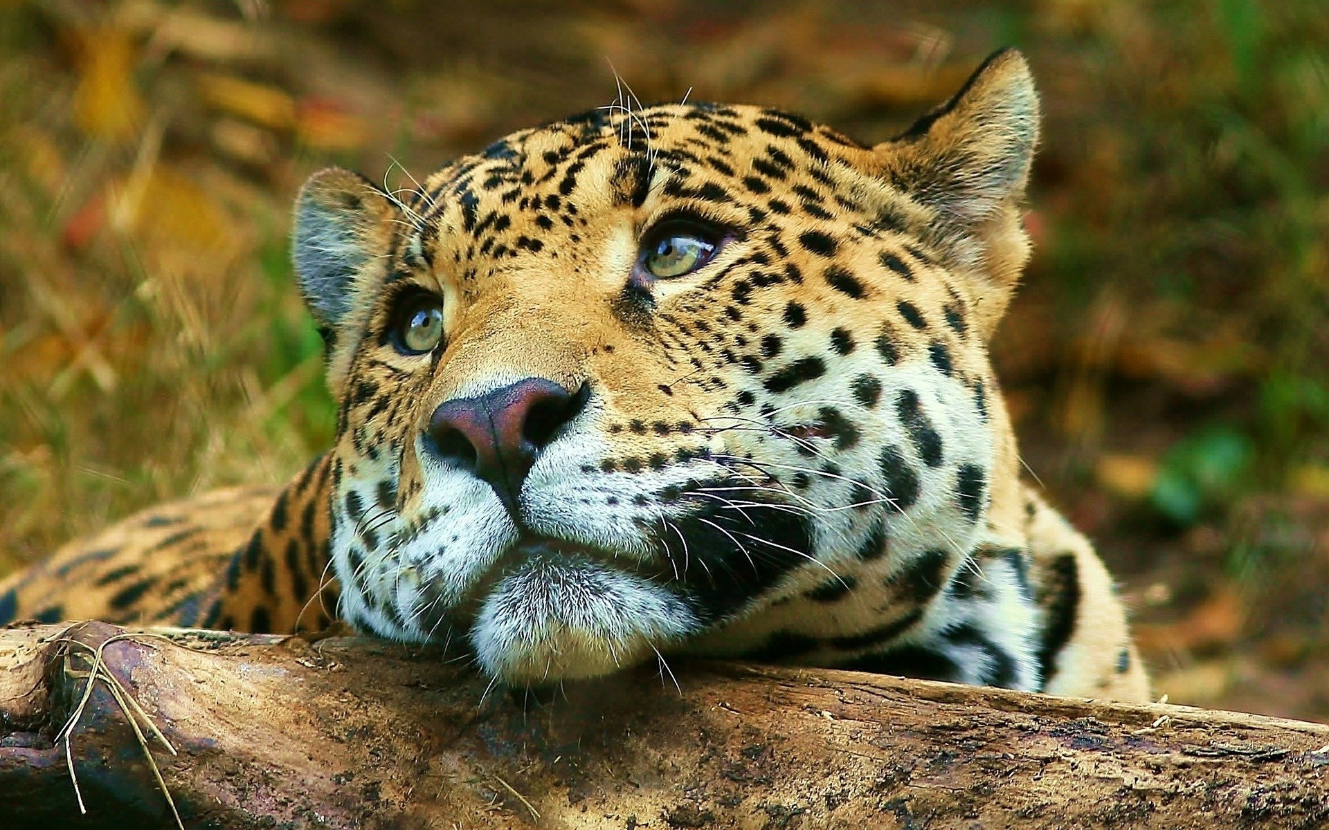 The leopard looks thoughtfully at the savannah