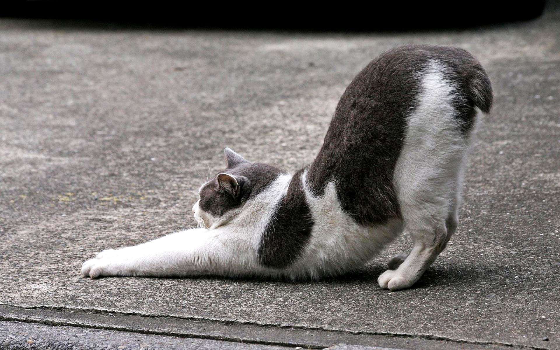 Spotted cat stretches on the asphalt