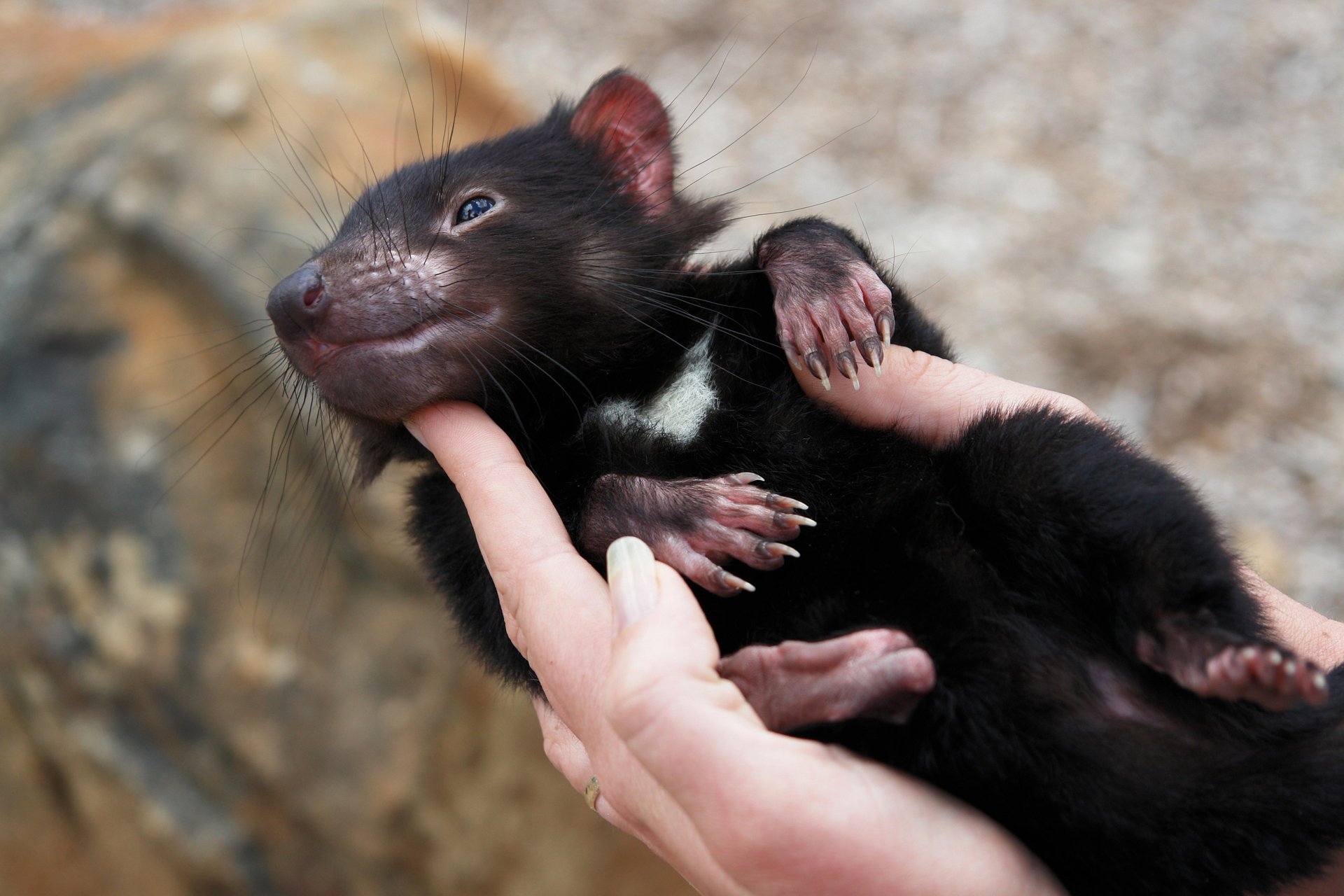 The Tasmanian devil. That's what he really looks like!