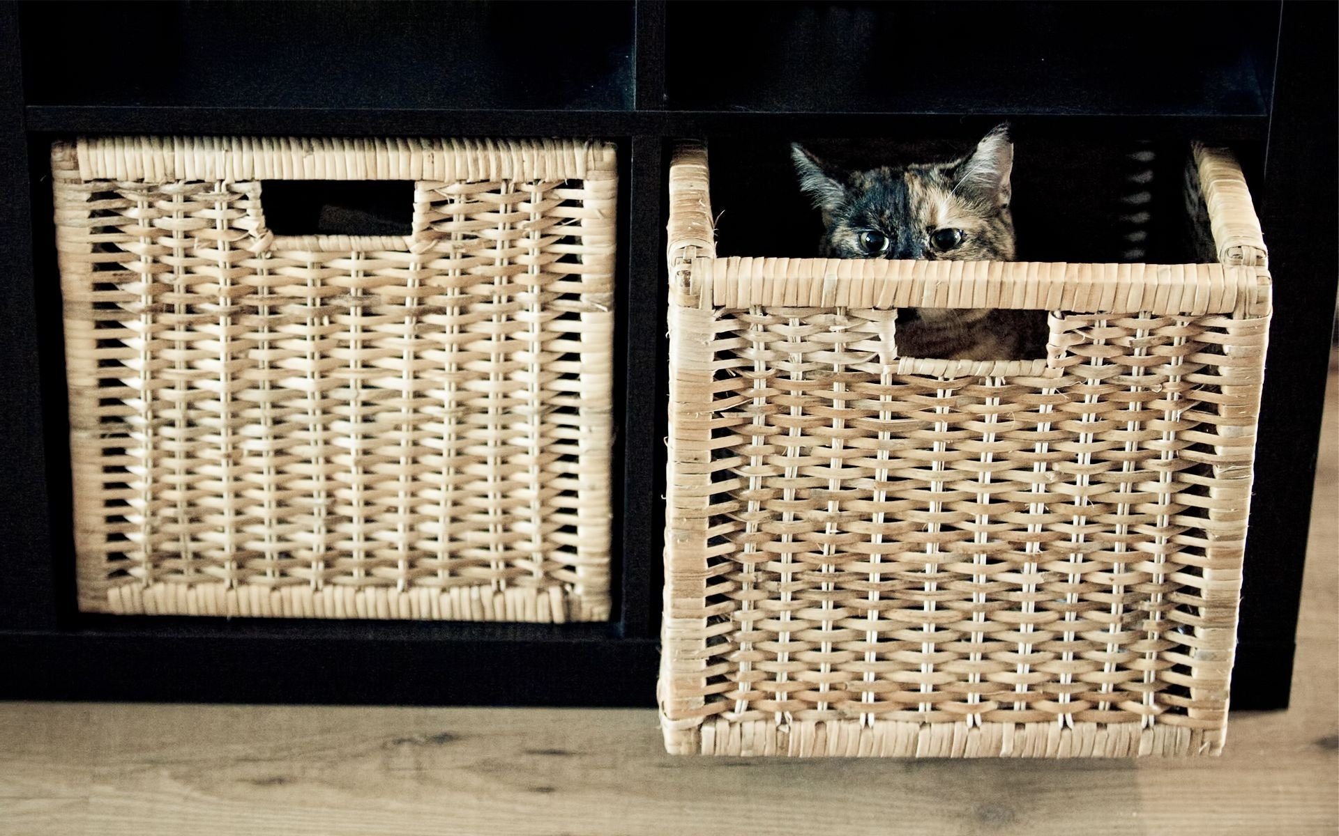 A cat playing hide and seek with a cat