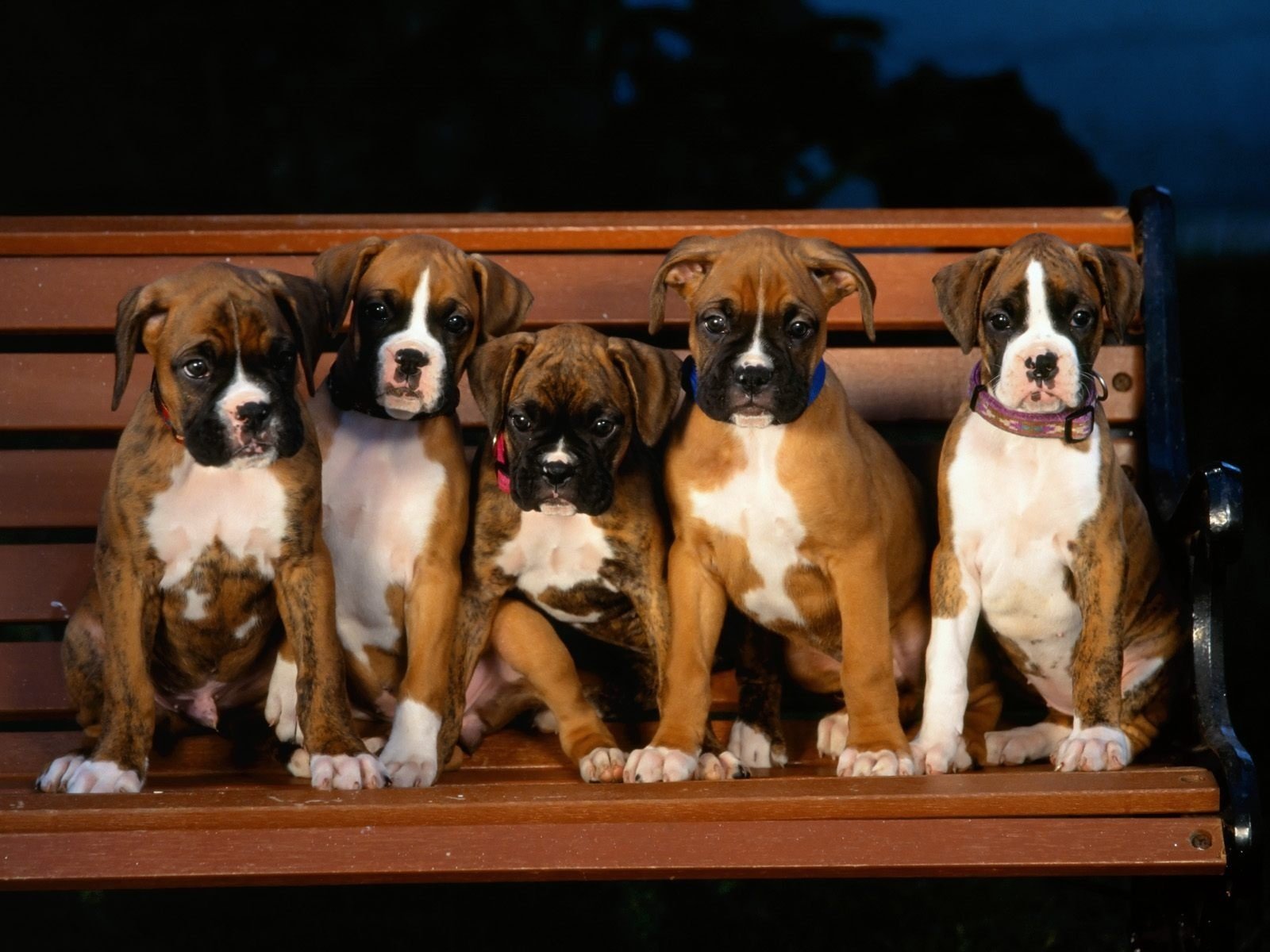 Five puppies on a wooden bench