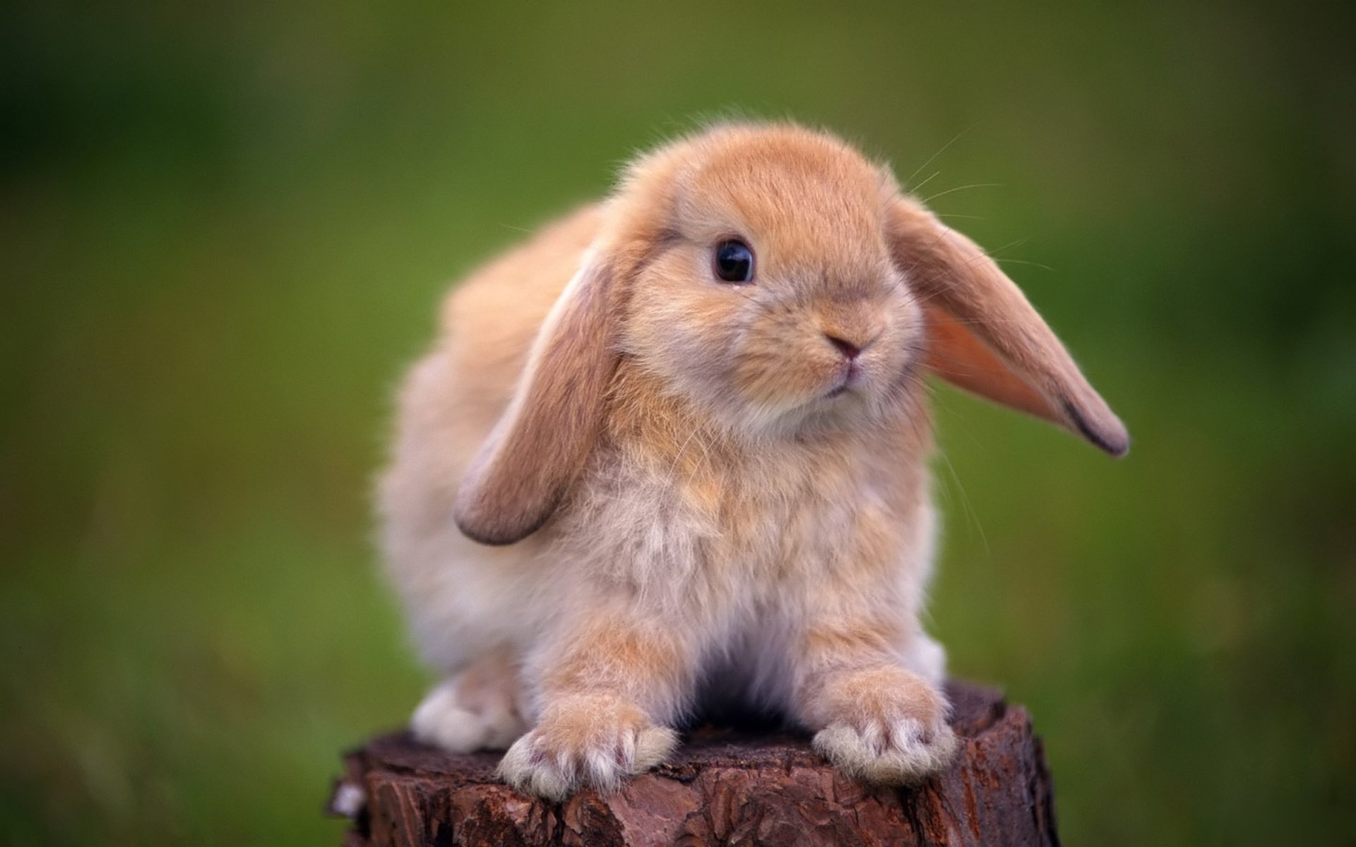 Cute fluffy decorative rabbit