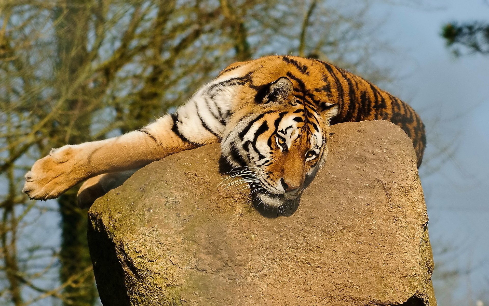 The tiger lies on a rock and looks into the future
