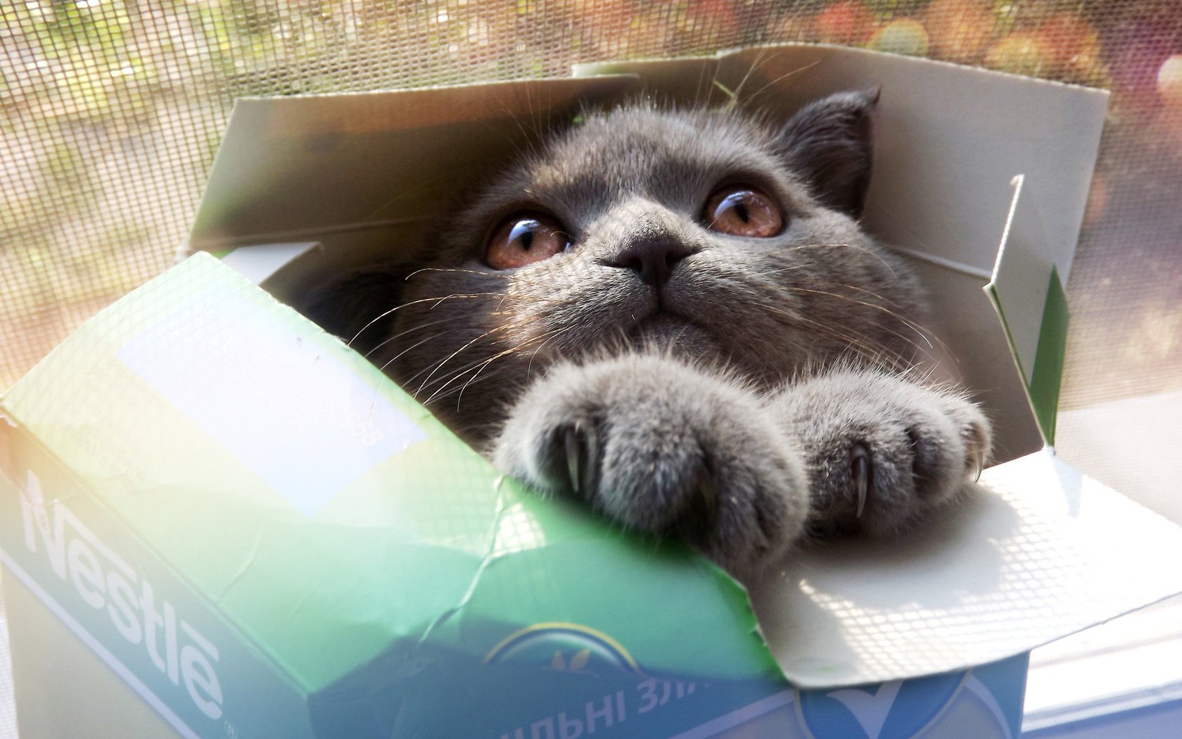 Cute cat sitting in a box