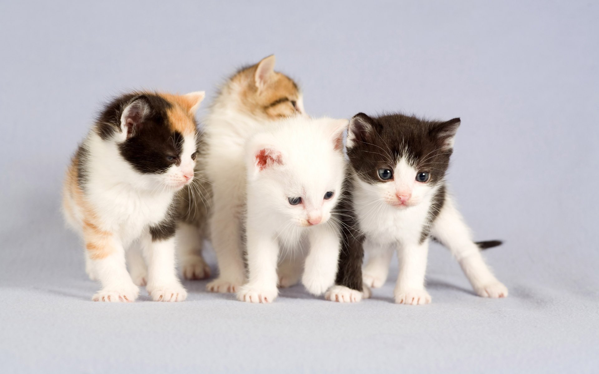 Four cute kittens on a white background