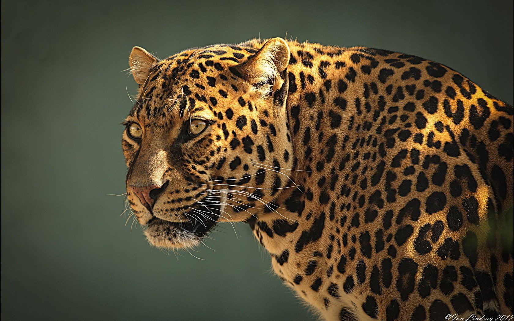 Leopard in profile with a proud look