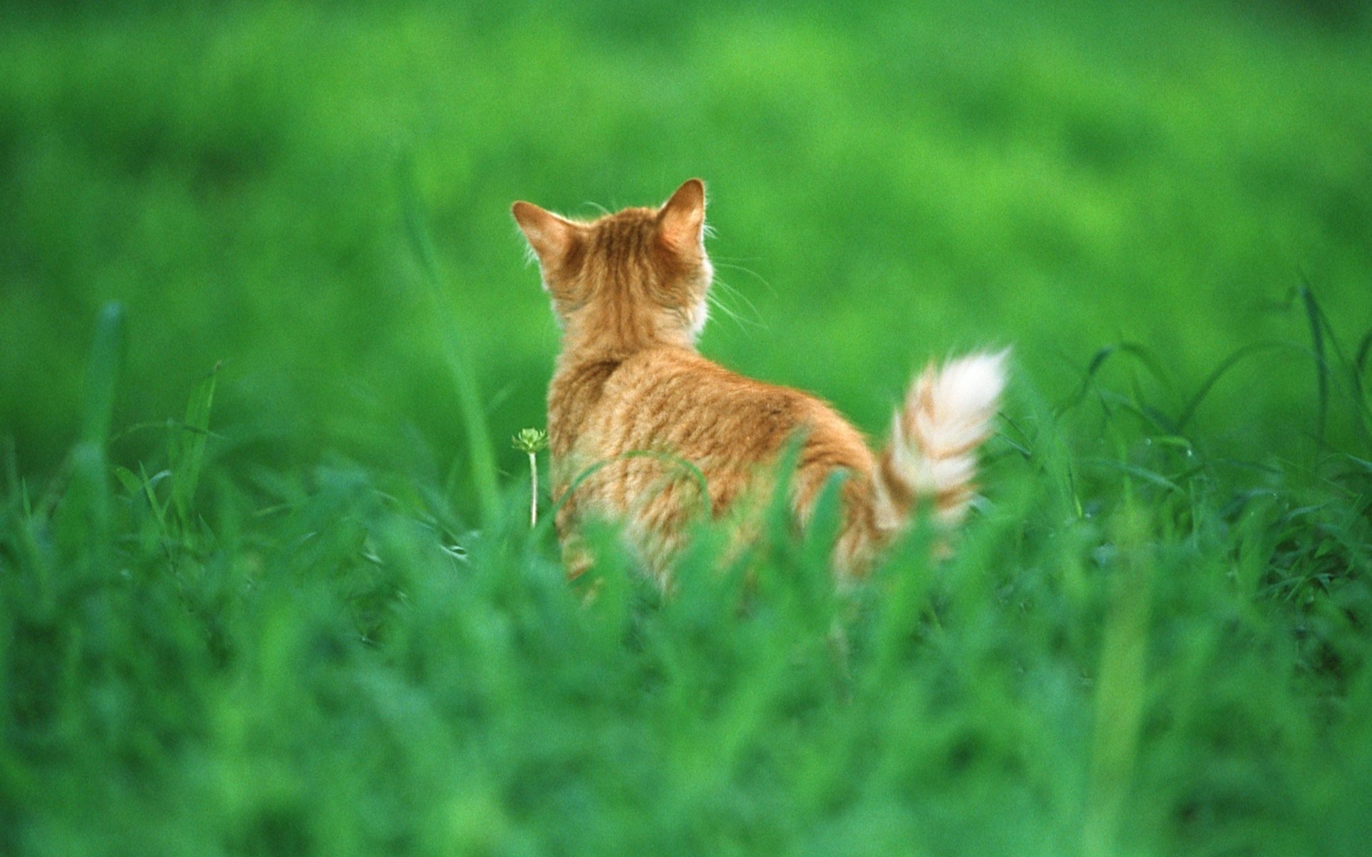 A red cat in the green tall grass