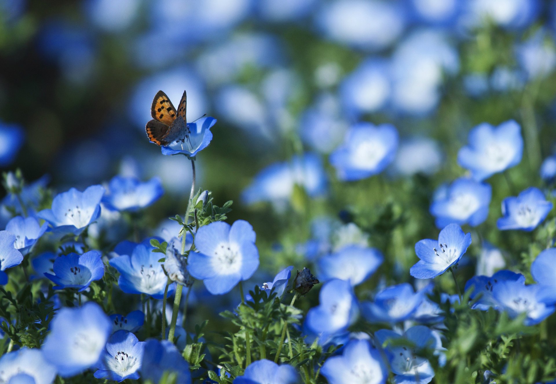 Swallowtail butterfly on blue petals of nemophila