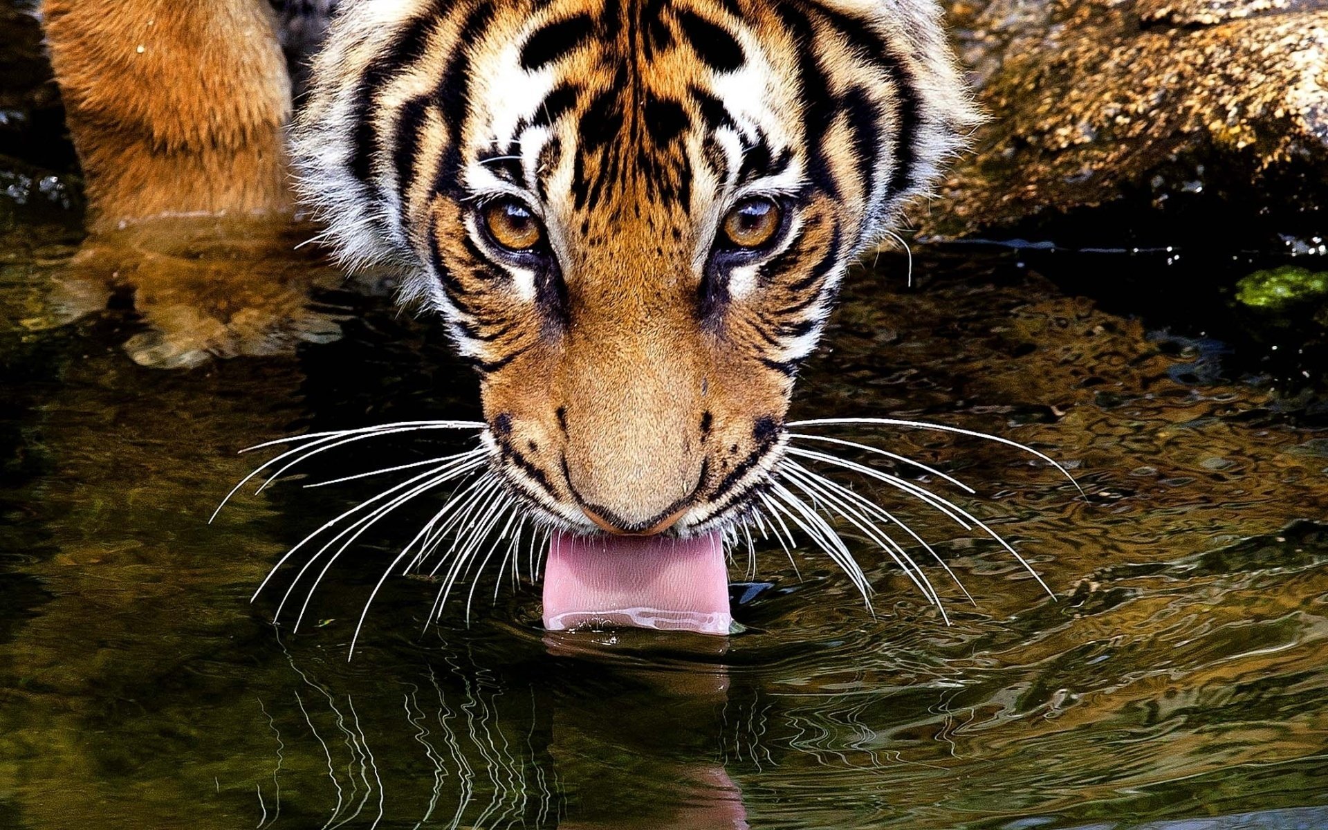 A water-drinking tiger with an attentive gaze