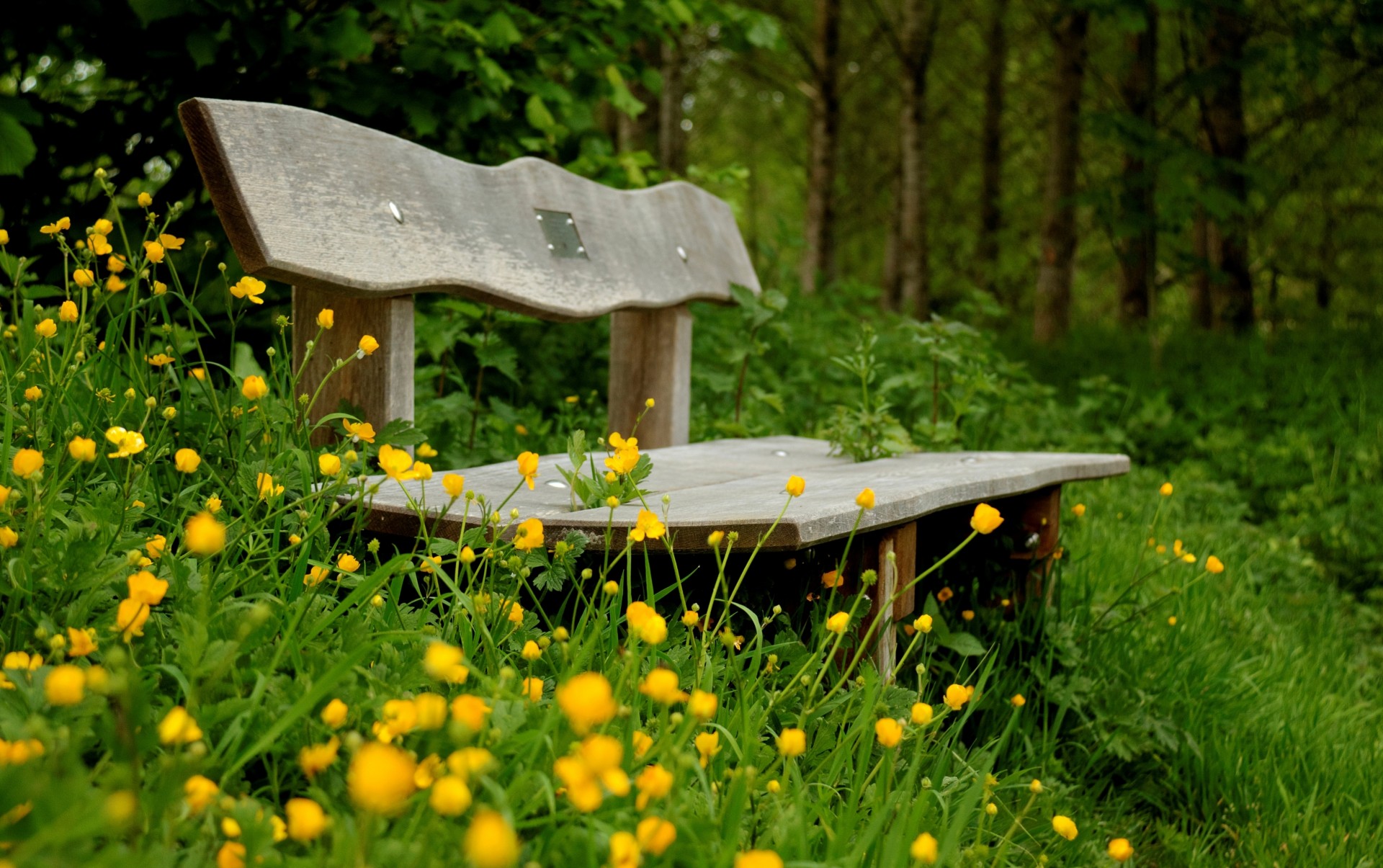 flower full screen shop green mood widescreen bench yellow wallpaper background jacket
