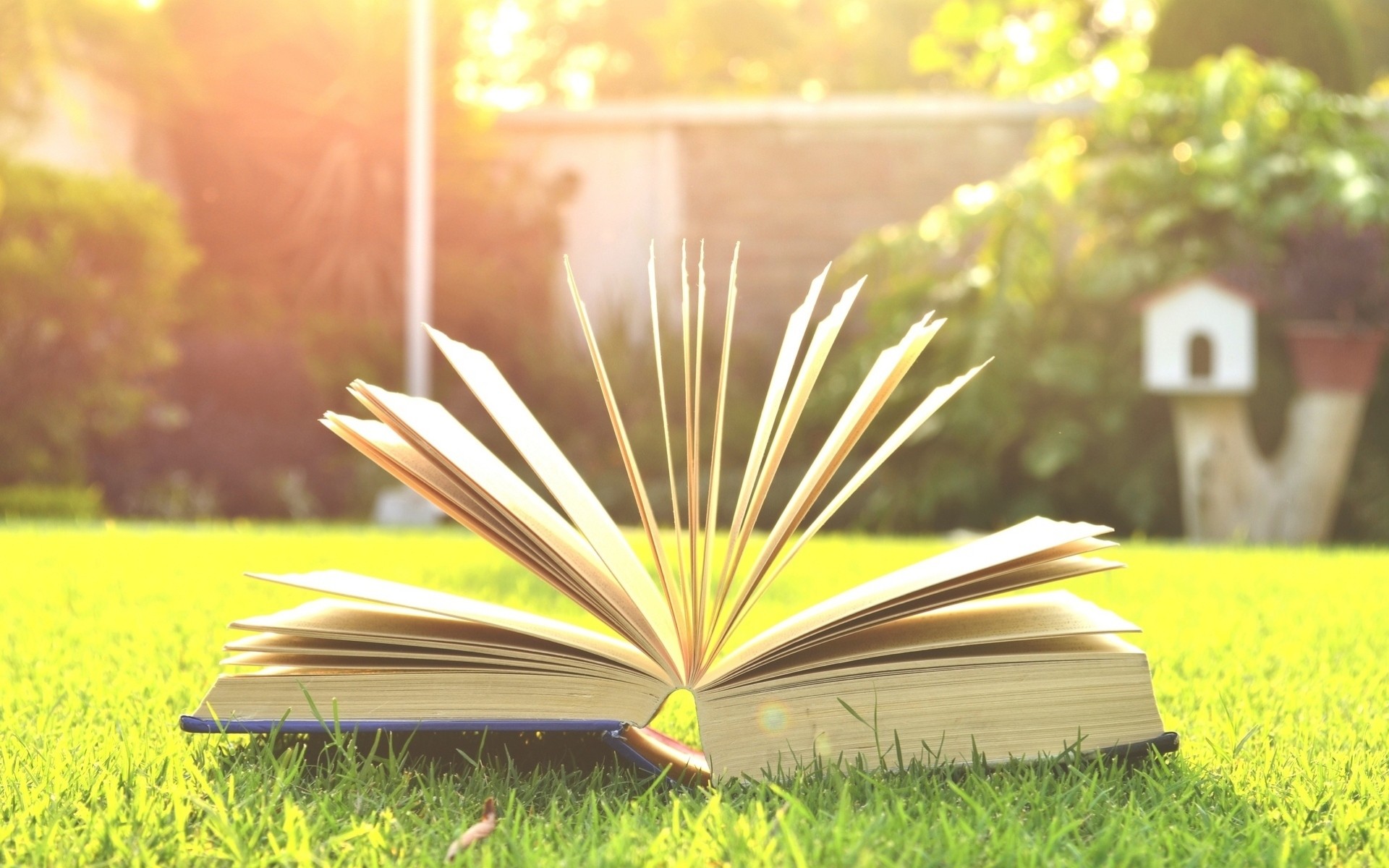 widescreen full screen pages mood green tree book grass wallpaper background read knowledge blur meadow