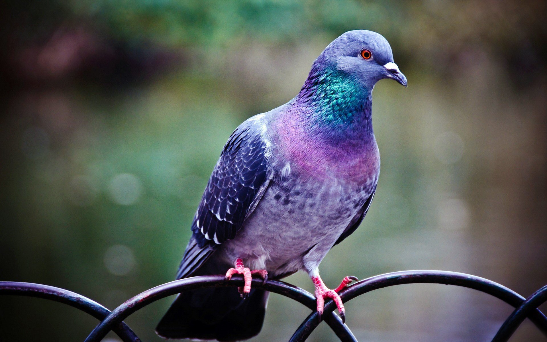 A multicolored pigeon is sitting on the fence
