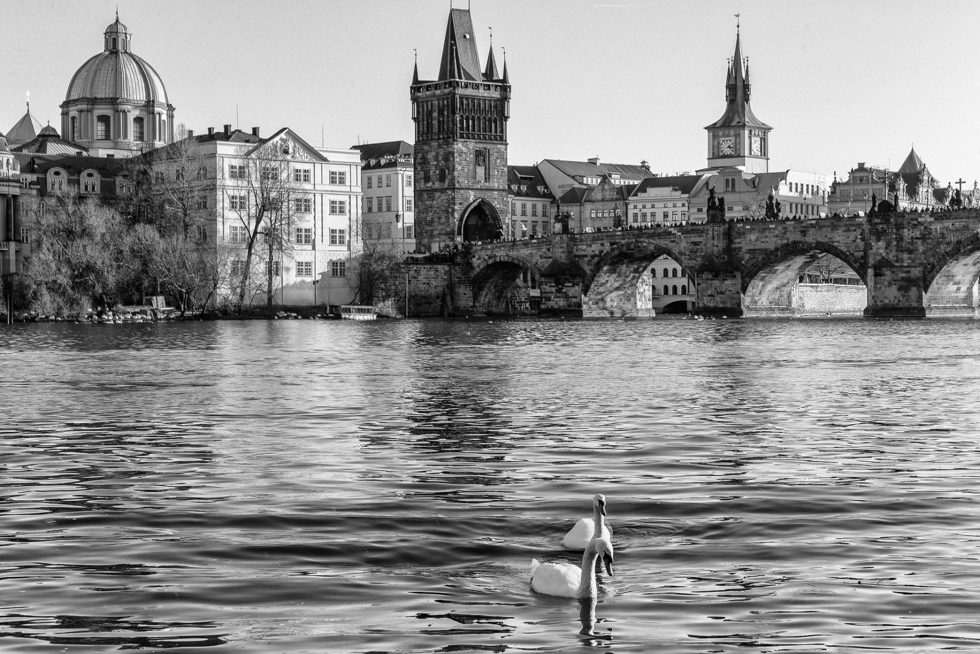prague praha czech josefov karlův most czech republic charles bridge river vltava water swans black and white