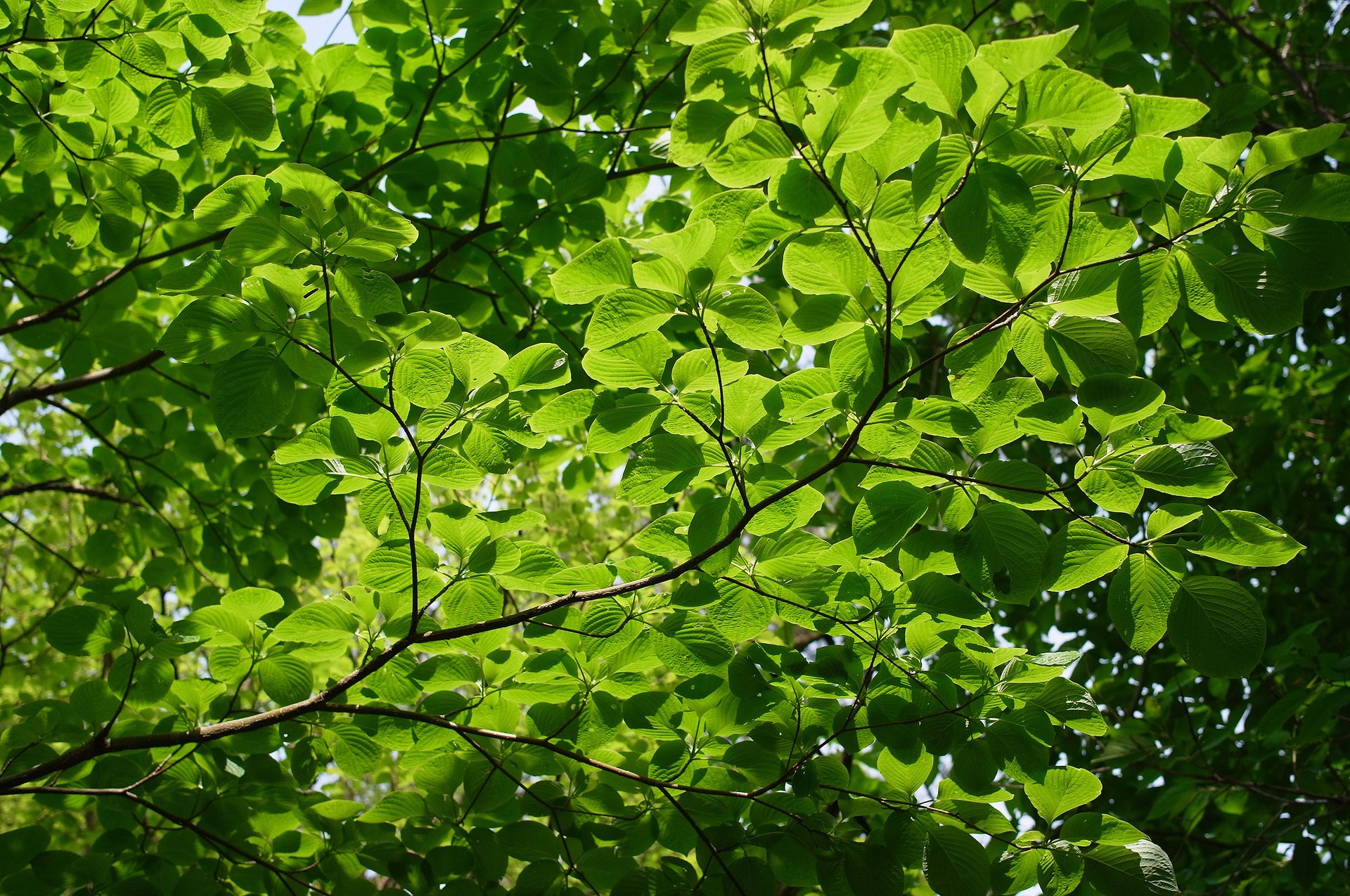 Photos of green branches that let in the sun's rays