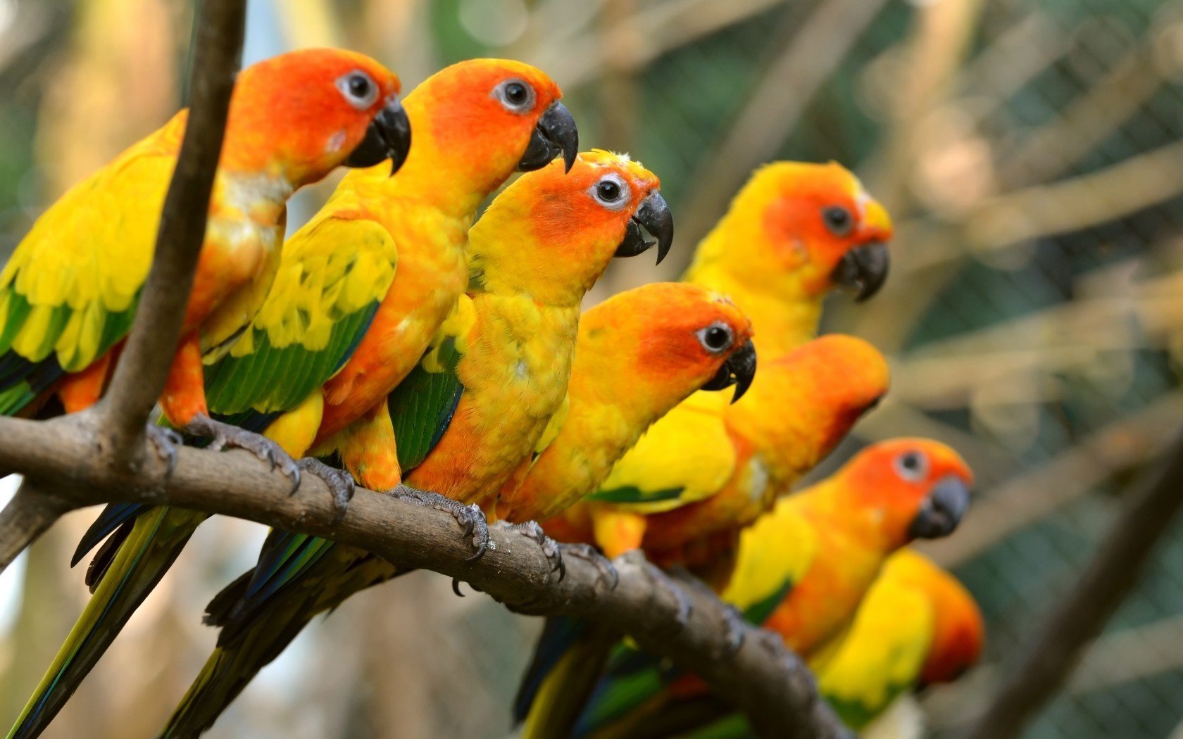 Bright yellow-orange parrots sit on a branch and look into the distance