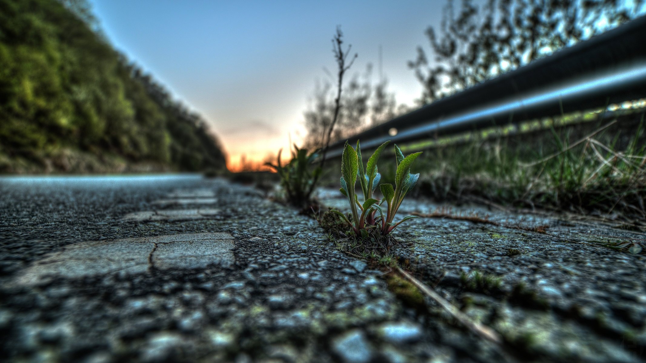 Plants making their way through the asphalt pavement