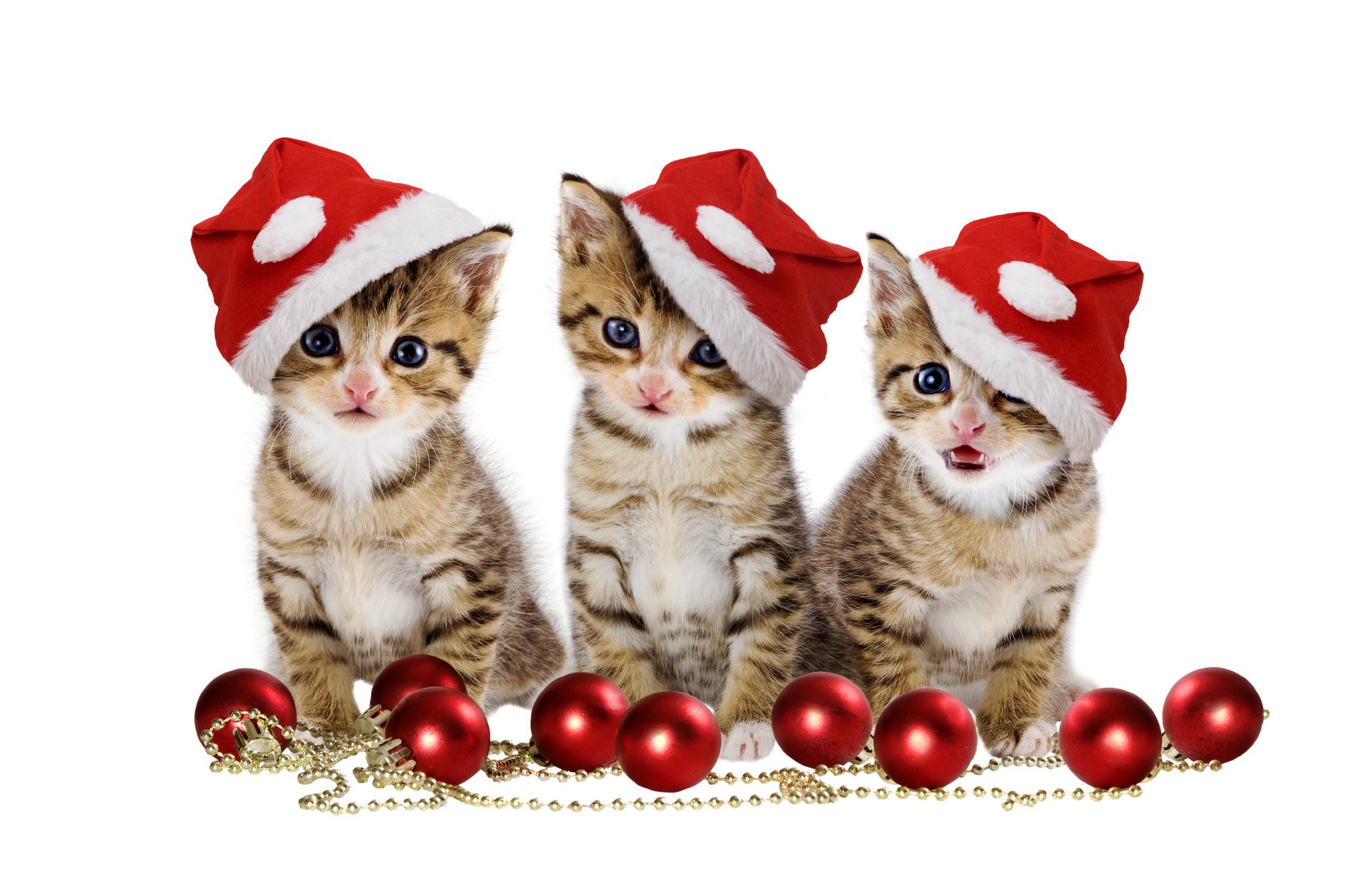 Three Christmas kittens in caps