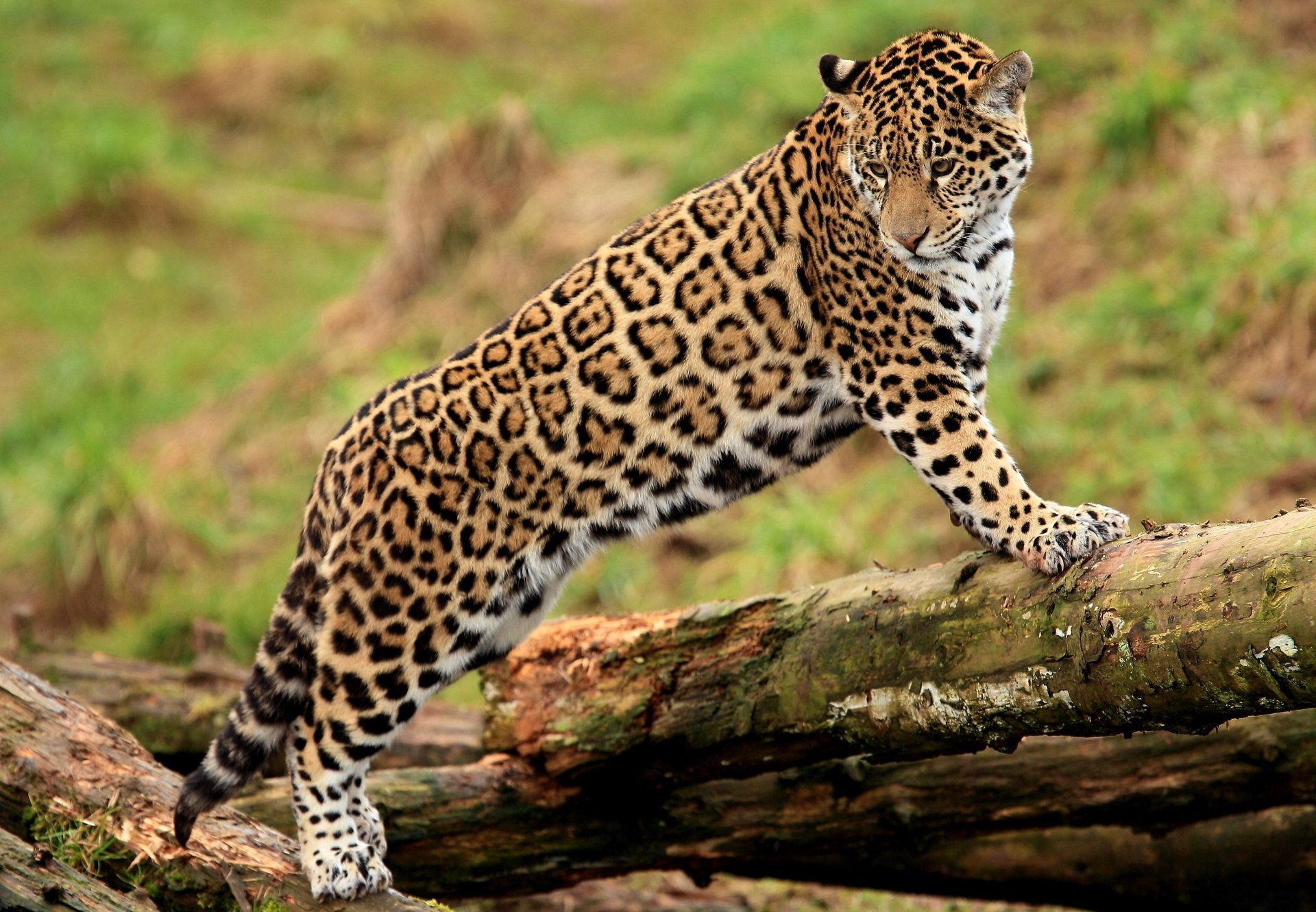 Jaguar stands on a fallen log