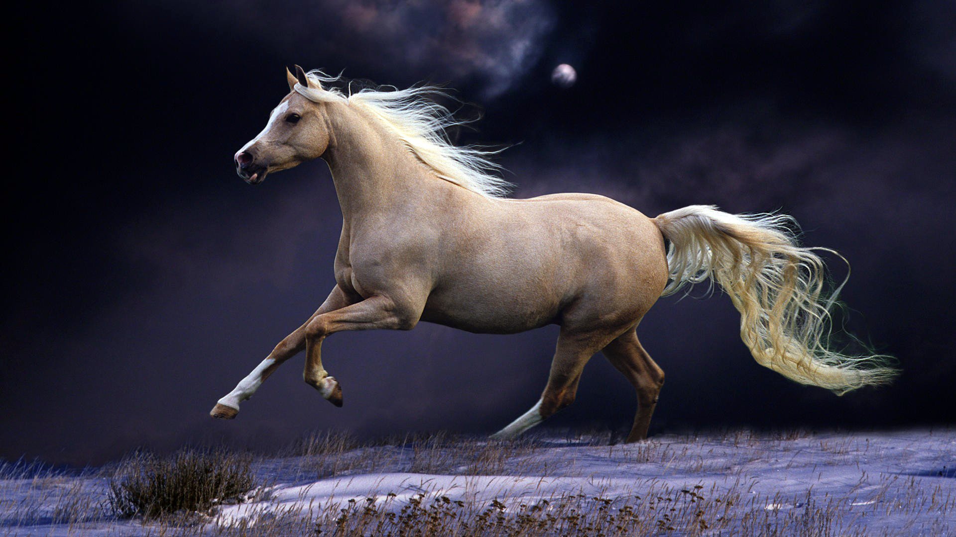 A horse with a white mane gallops in the moonlight