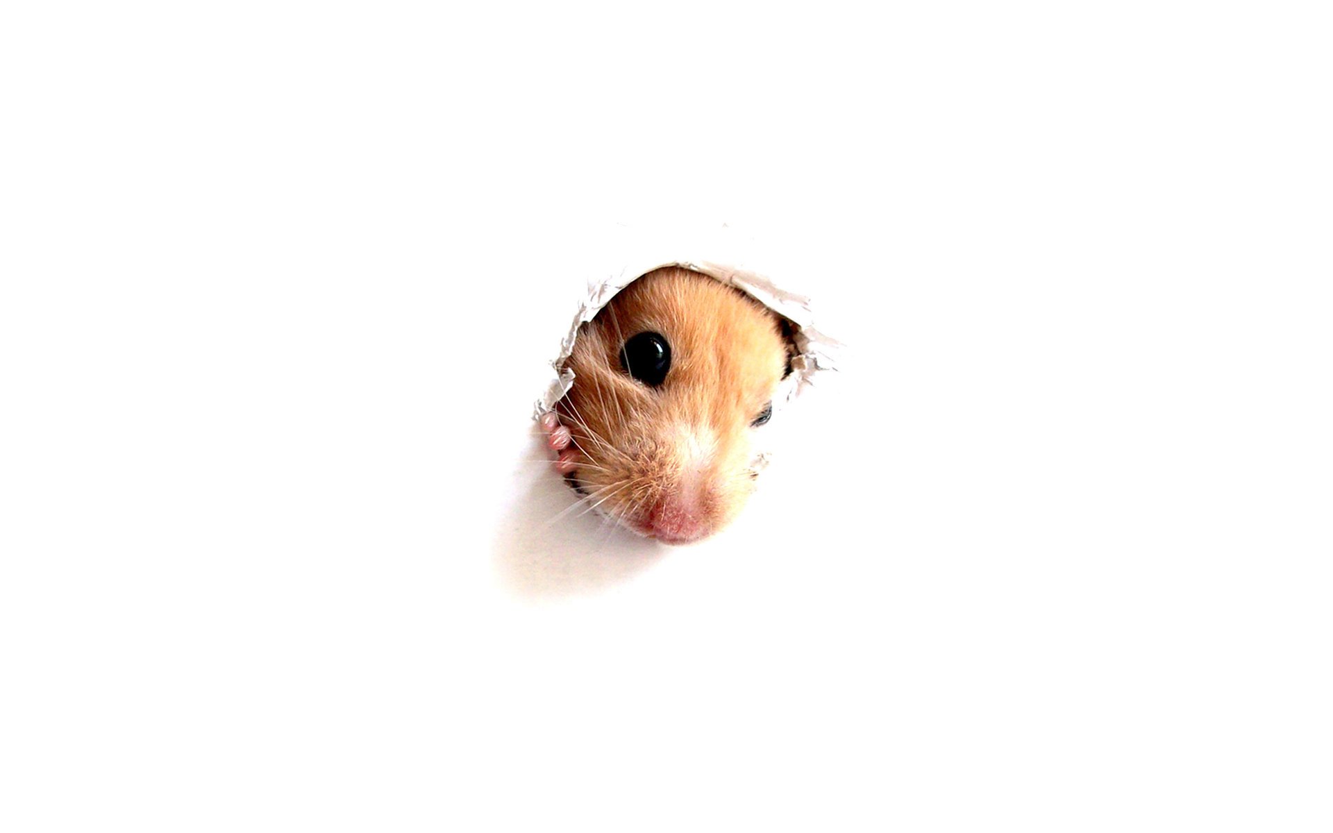 Hamster's muzzle in leaky wallpaper