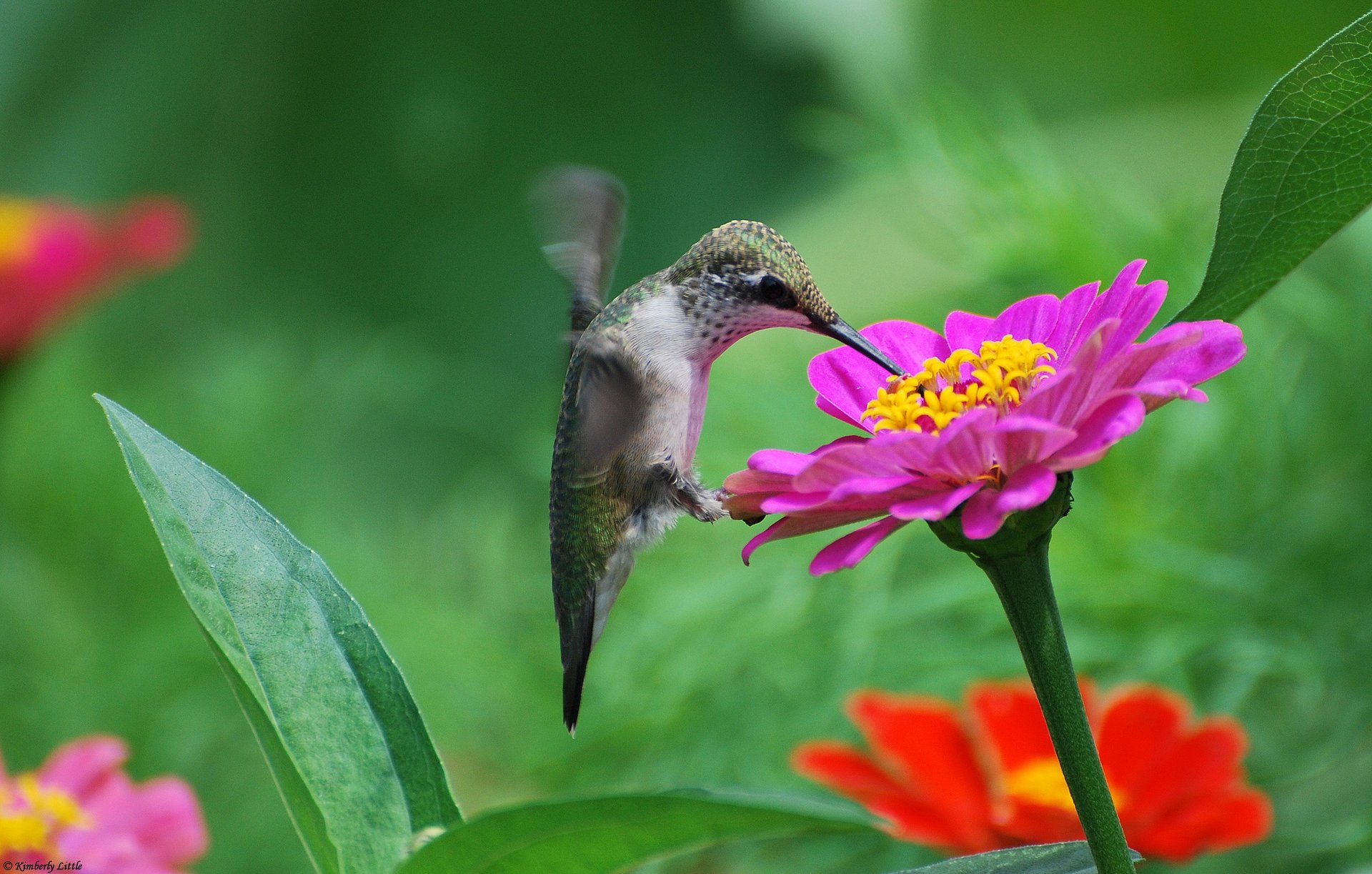 A hummingbird drinks the nectar of a flower