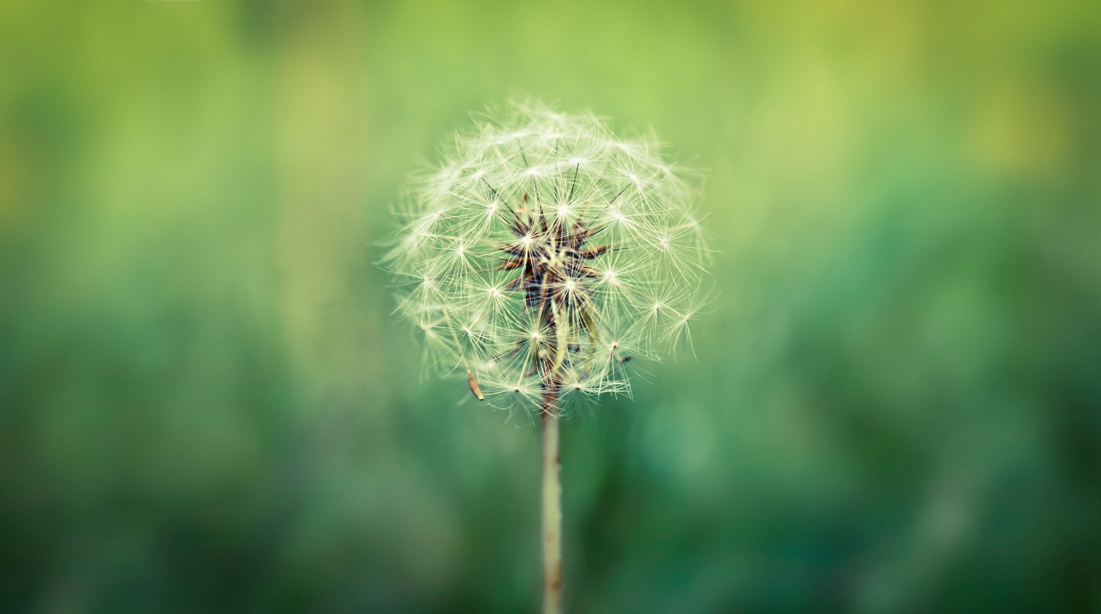 Dandelion on a blurry green background