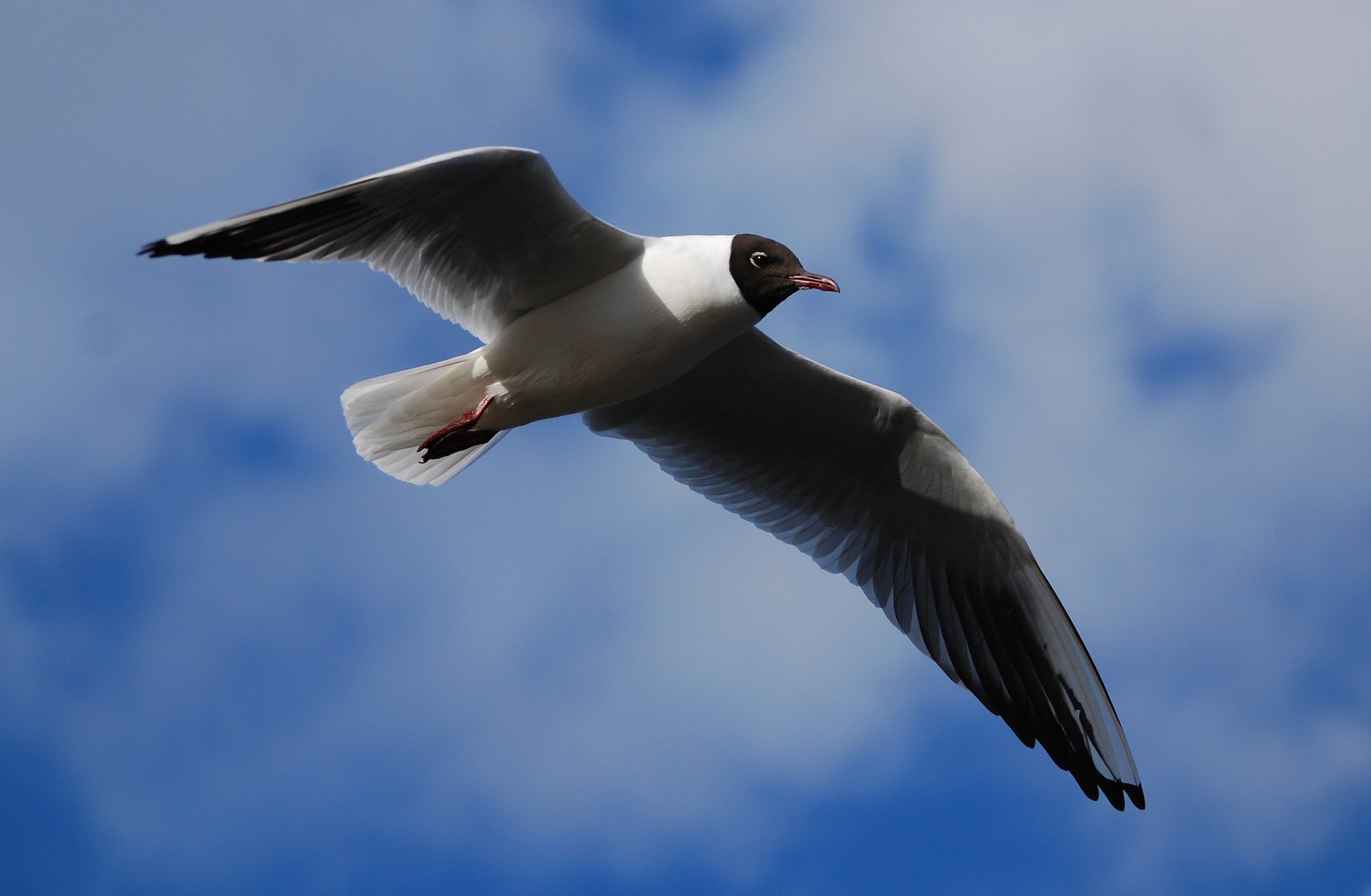 The lake gull is flying in the sky