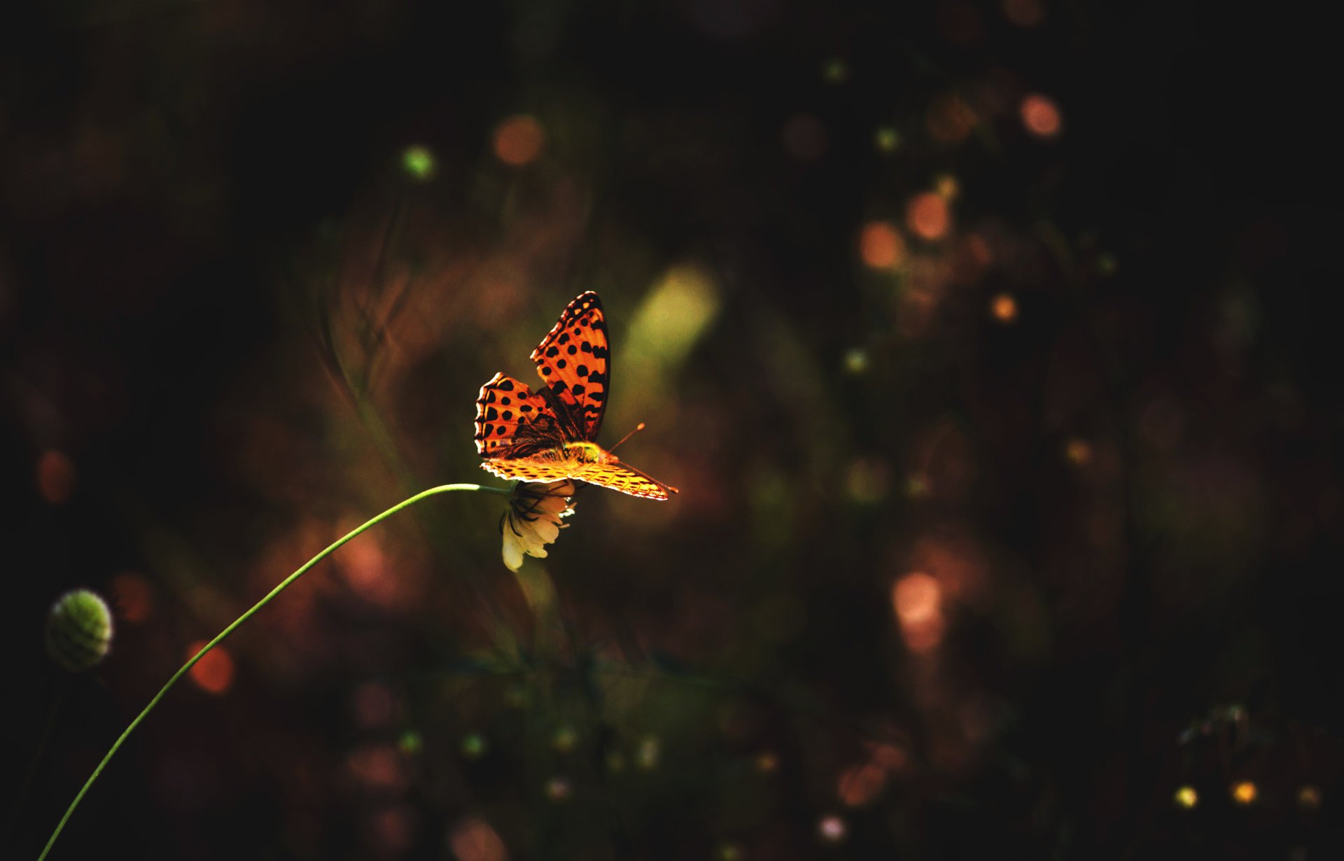 Beautiful orange butterfly on a flower