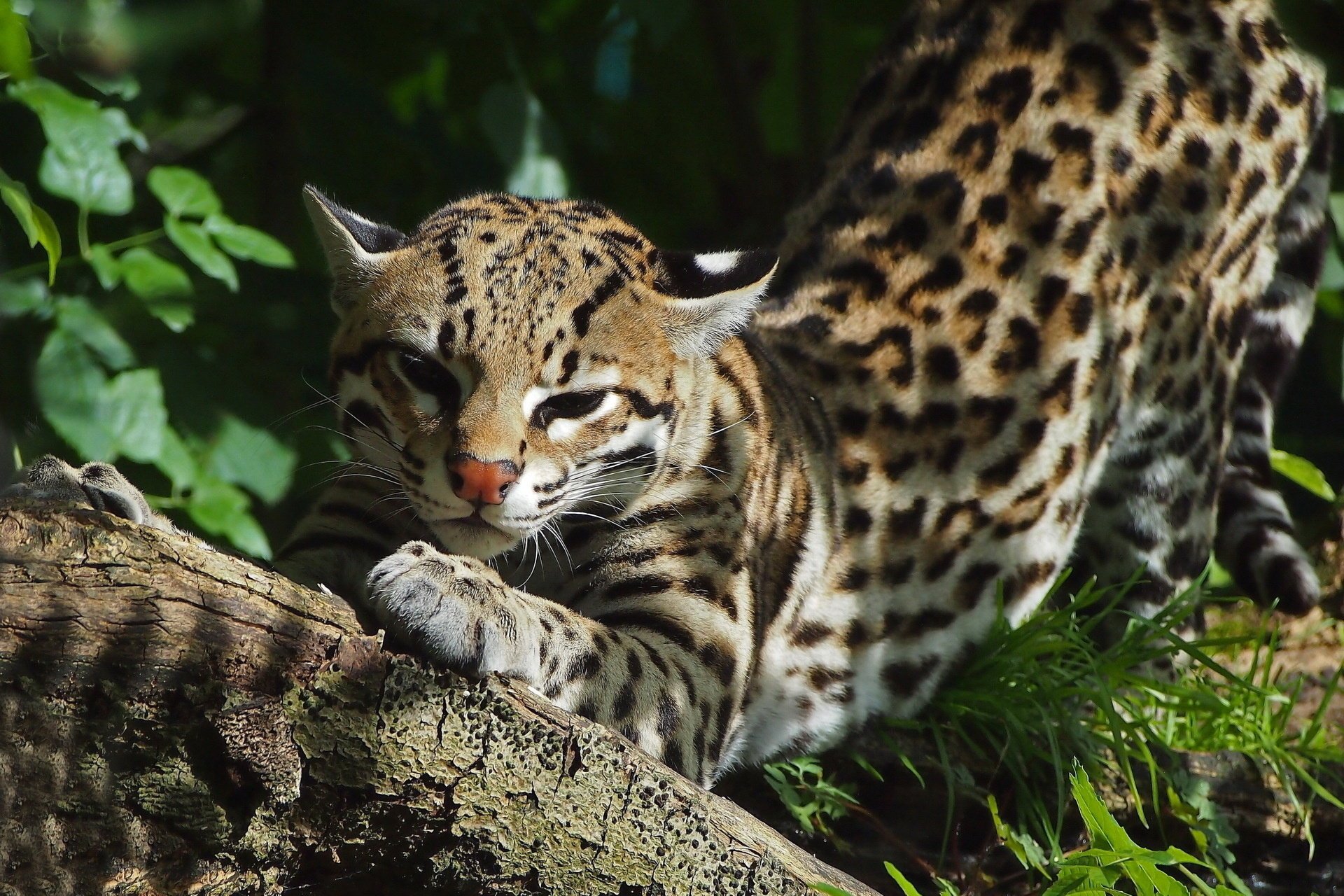 Wildcat Ocelot Spots