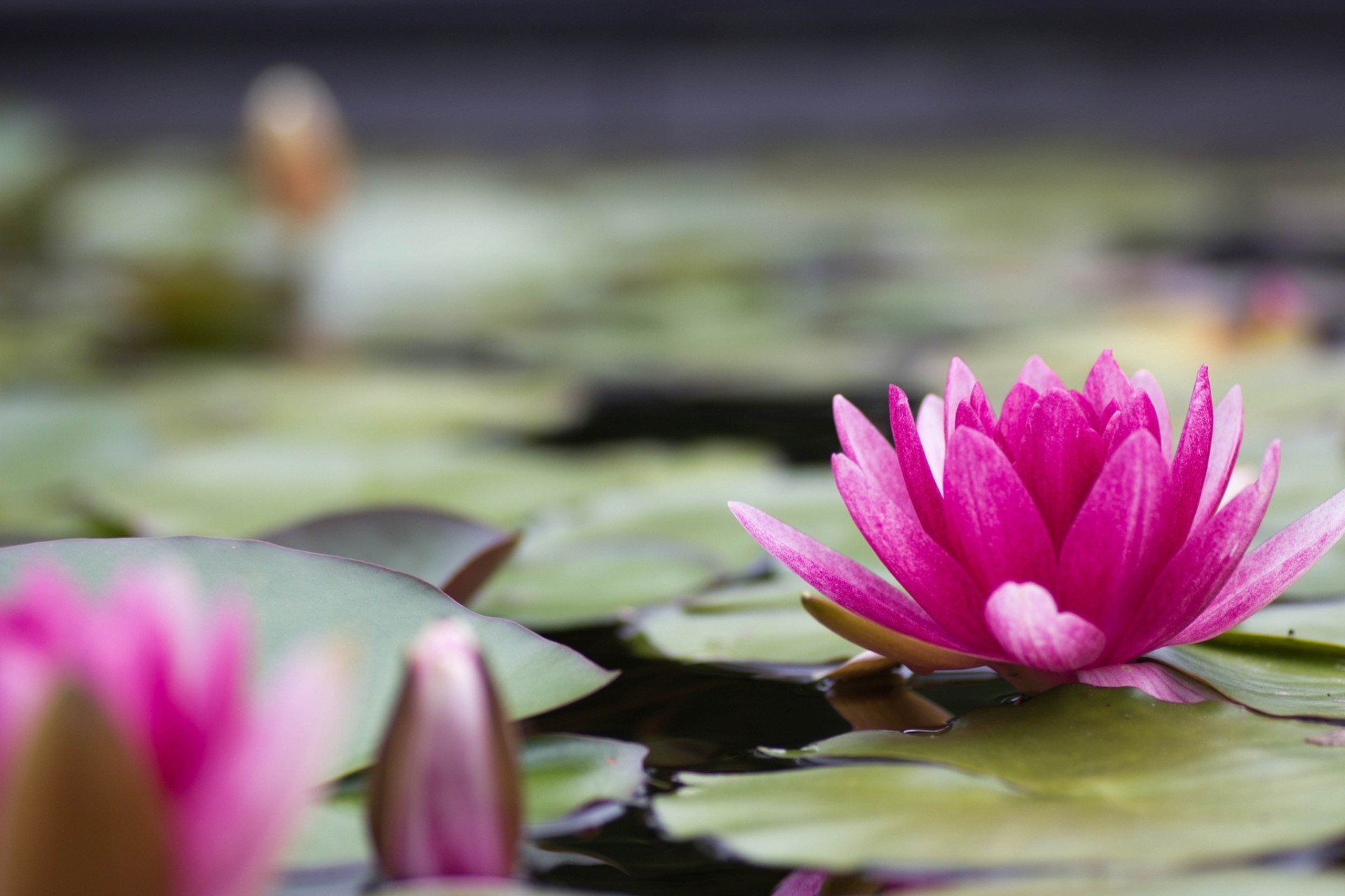 sheet flower nature lake pond water waterlily pink lilies petals