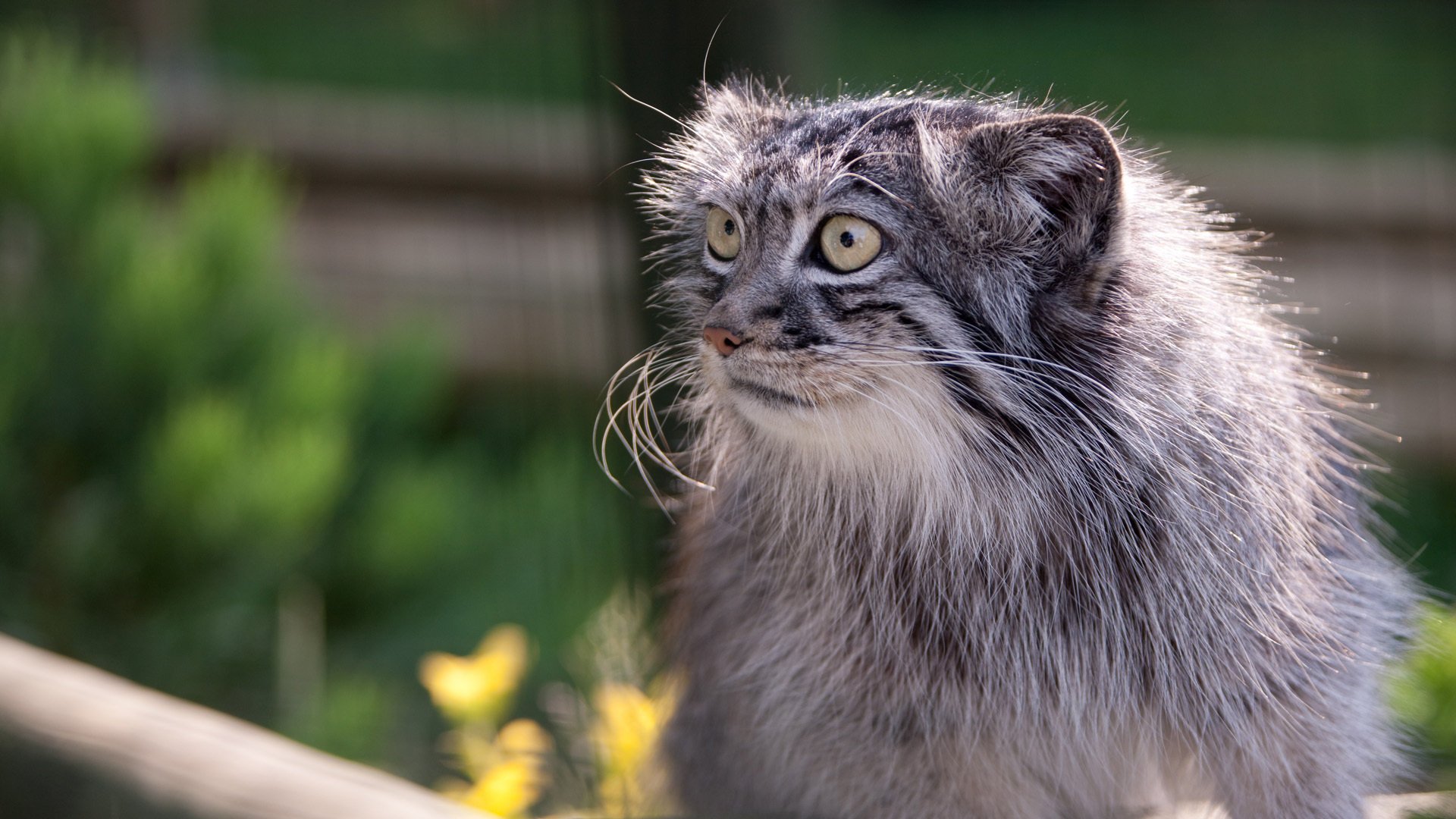 A manul with funny eyes and a muzzle