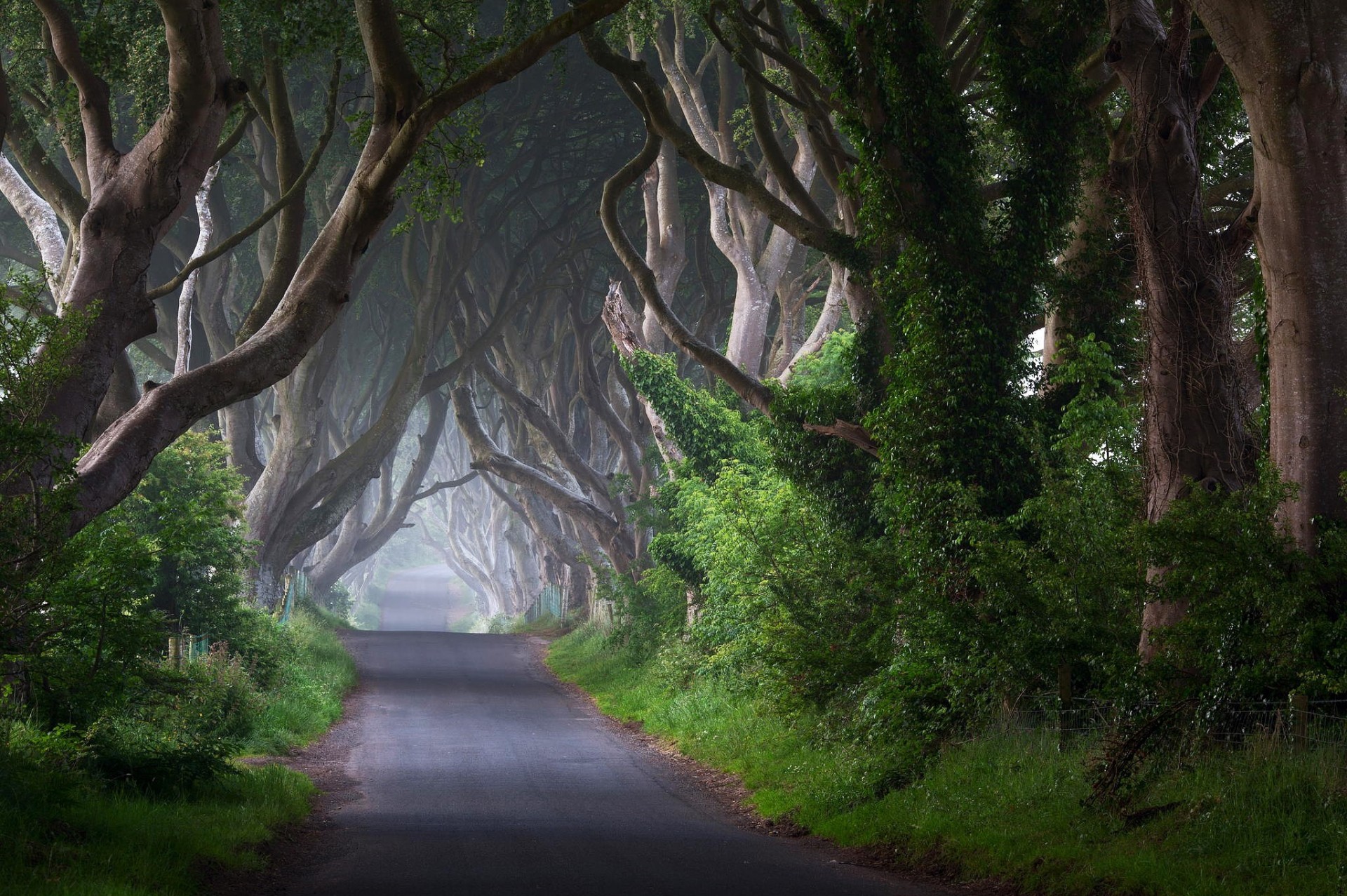 melting ireland tree road