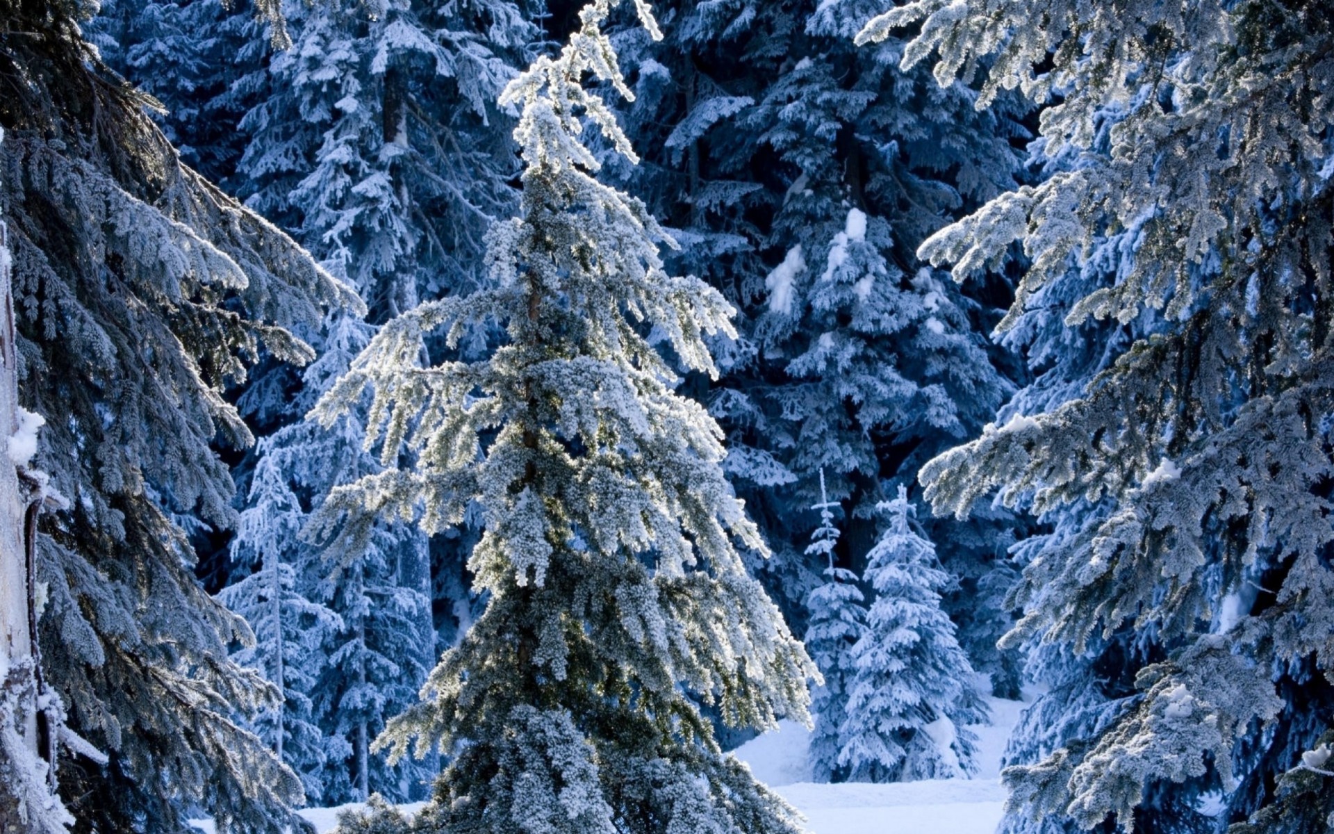 palm fairy winter forest spruce snow drifts