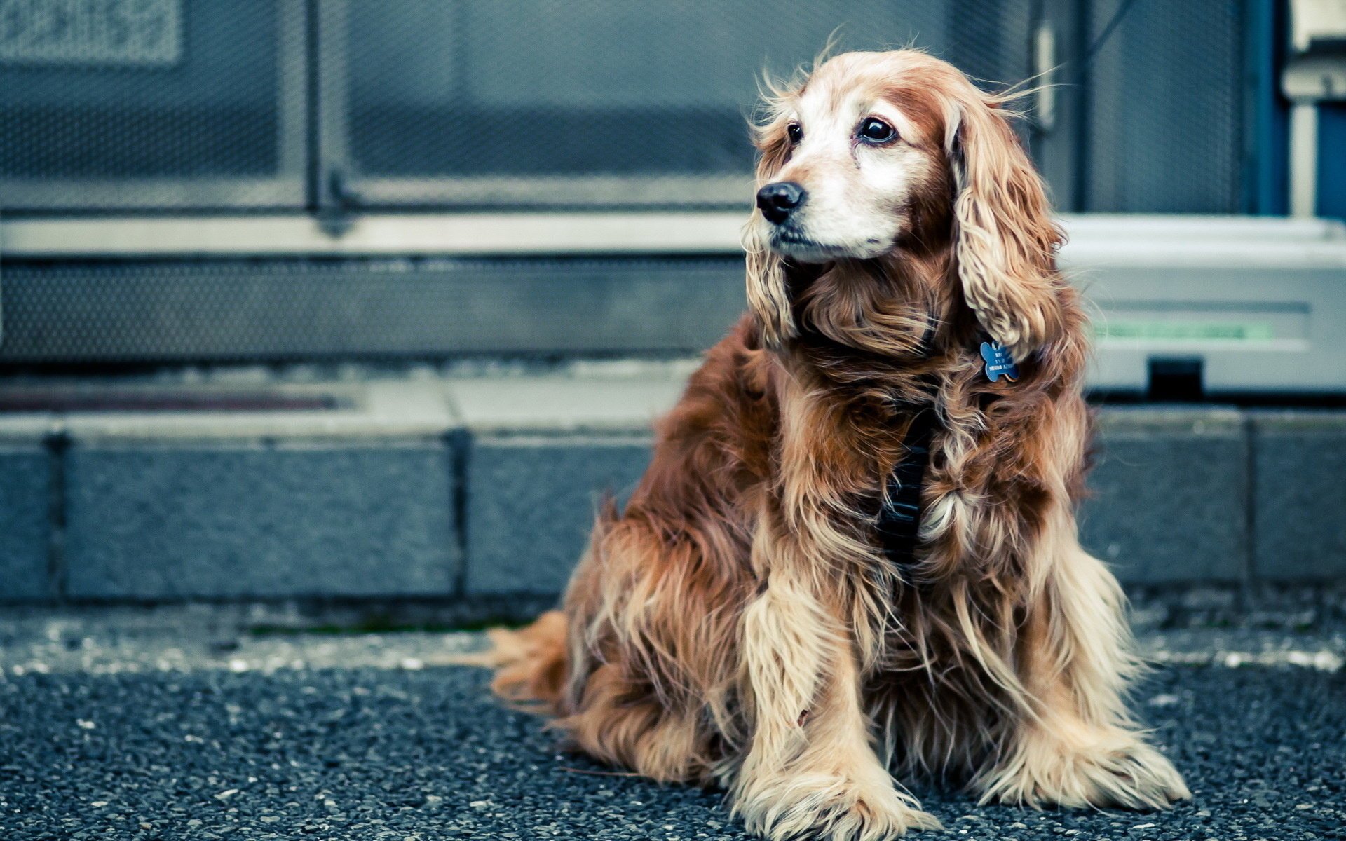 A shaggy dog sits on the sidewalk and looks away