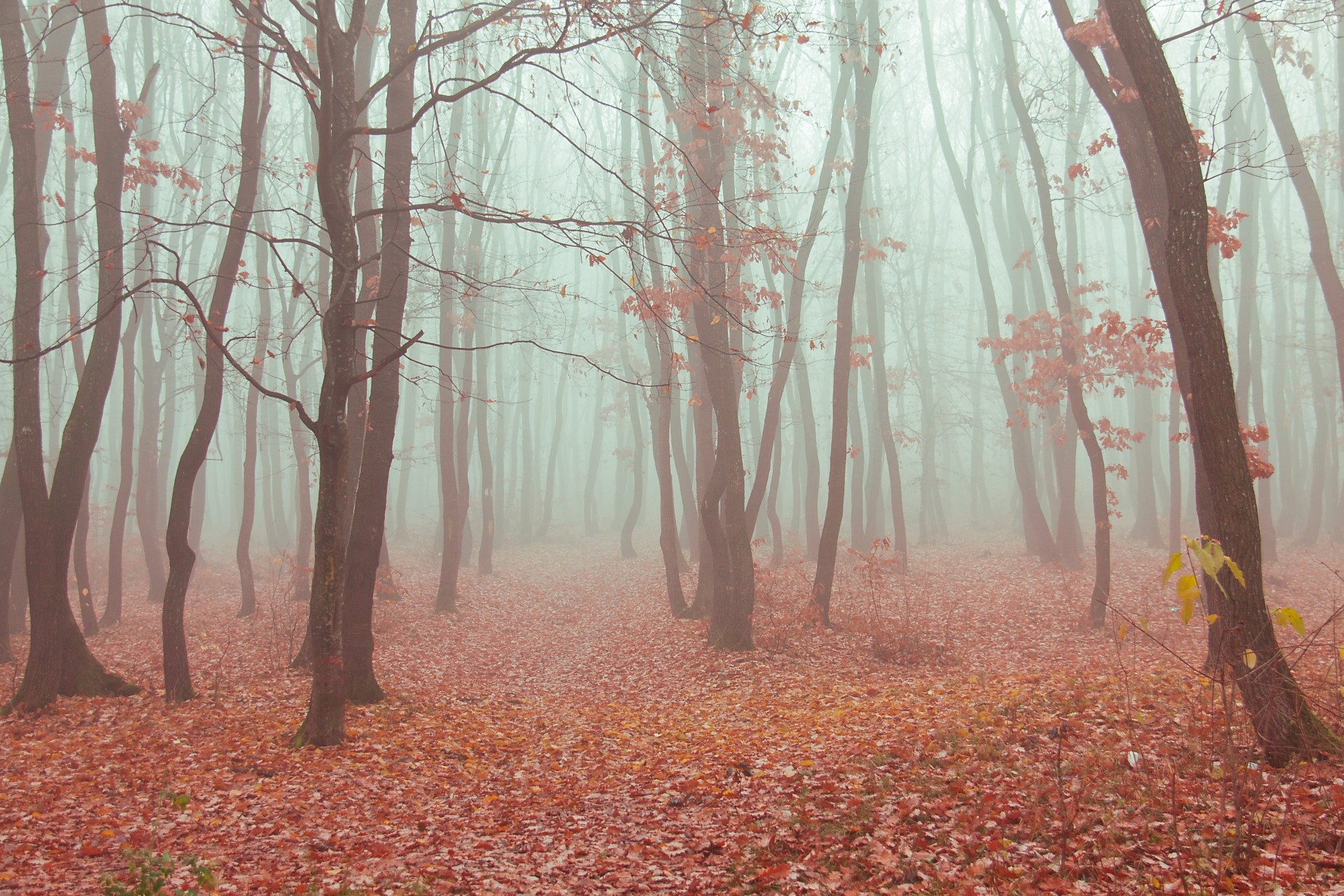 autumn fog forest