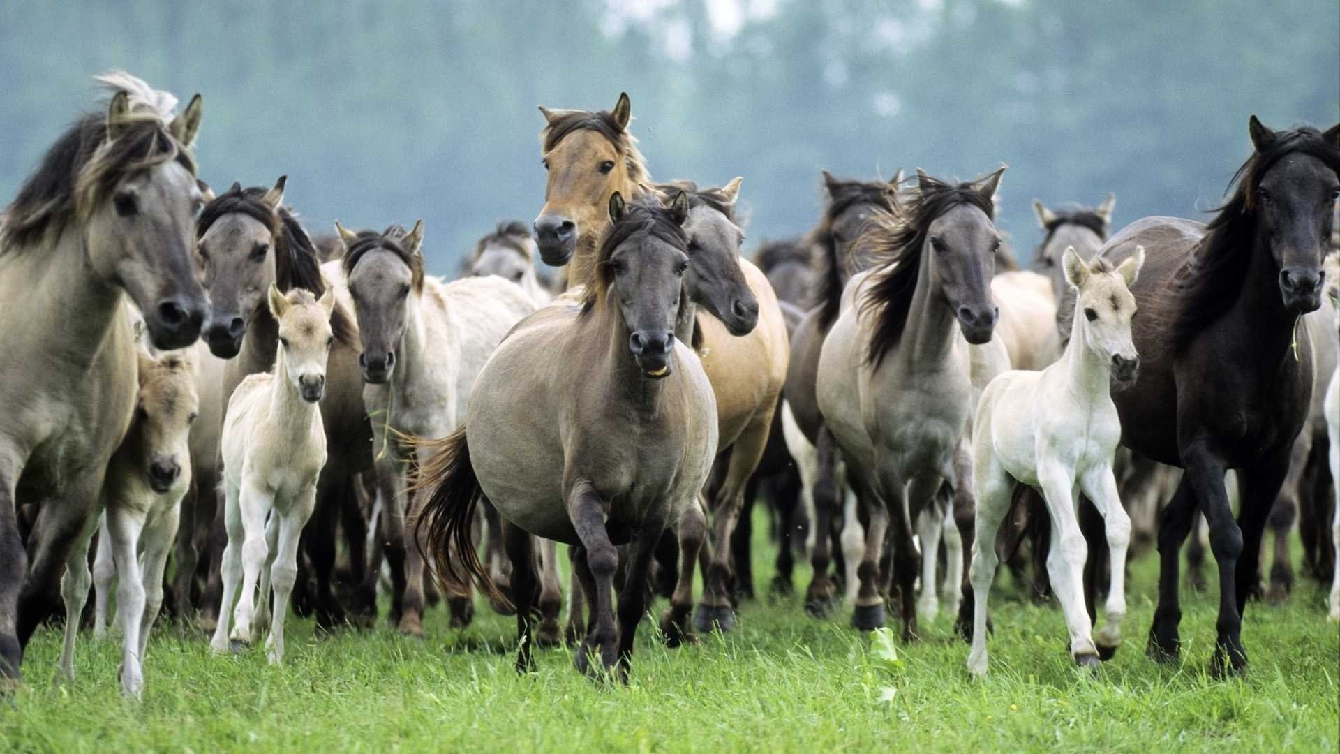 A herd of horses is rushing across the steppe