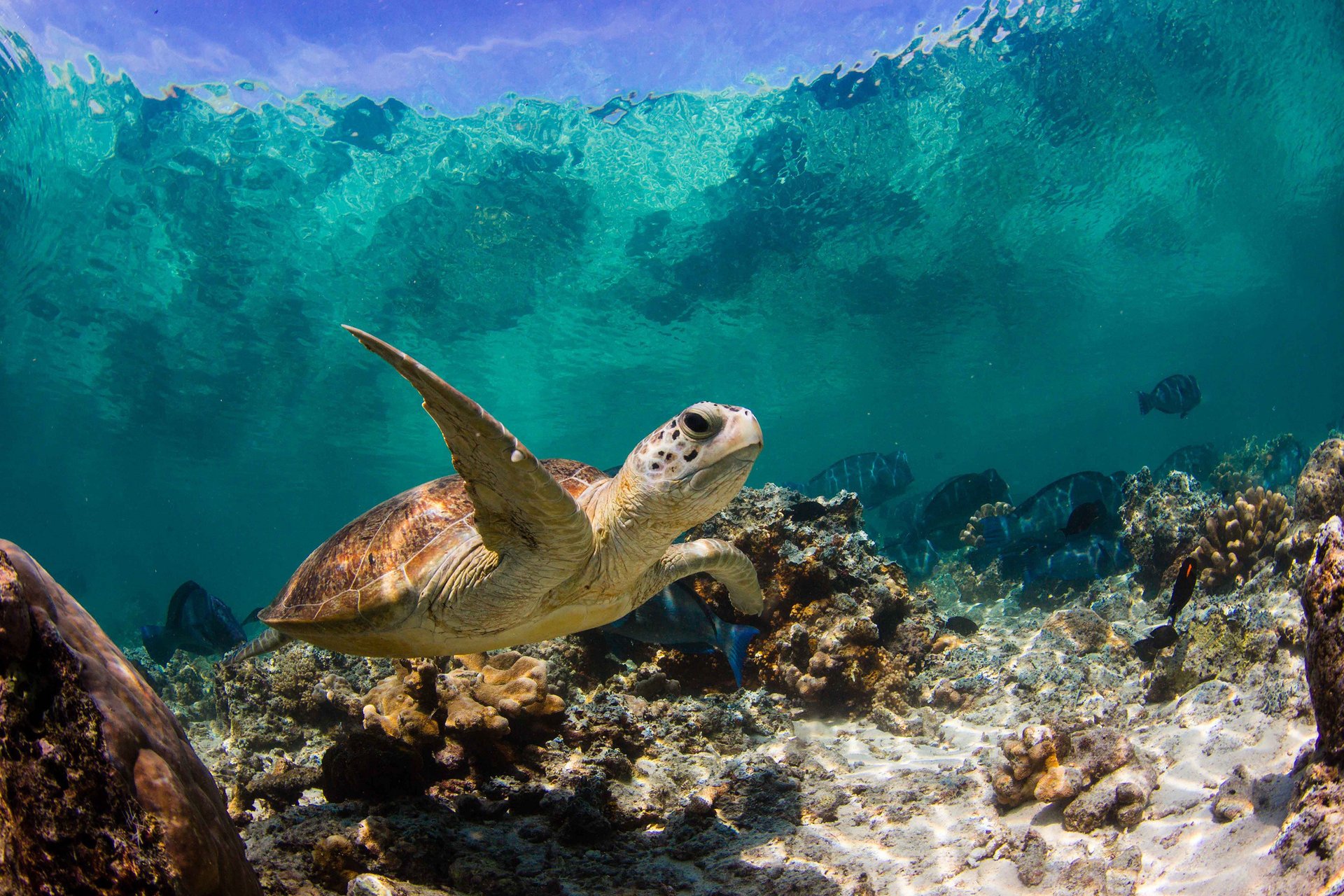 Turtle swims near reefs in the ocean